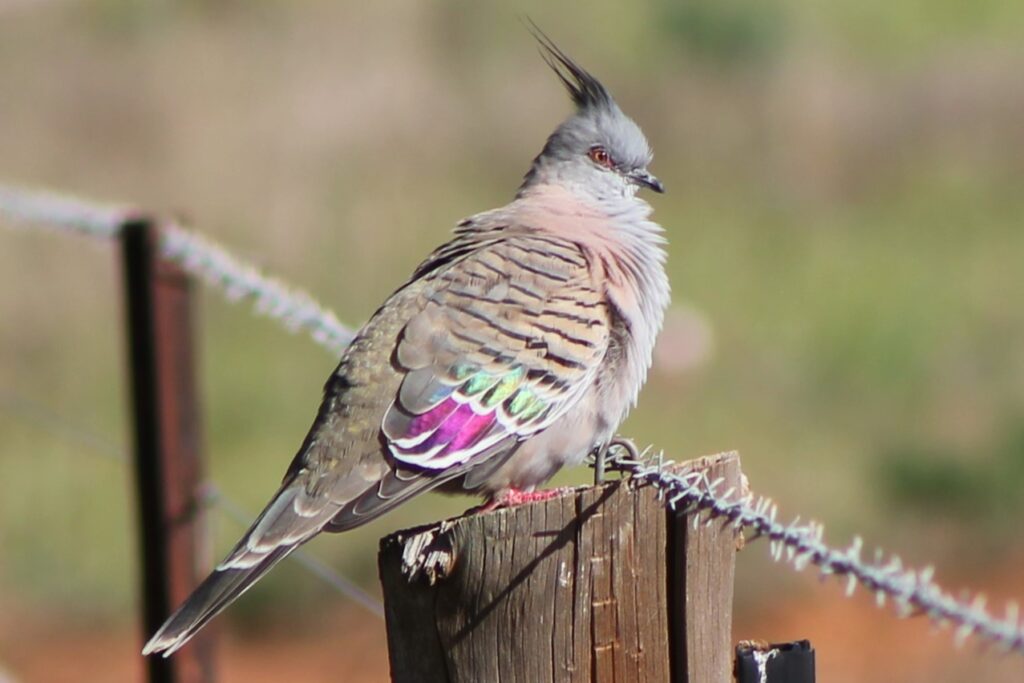 Crested Pigeon