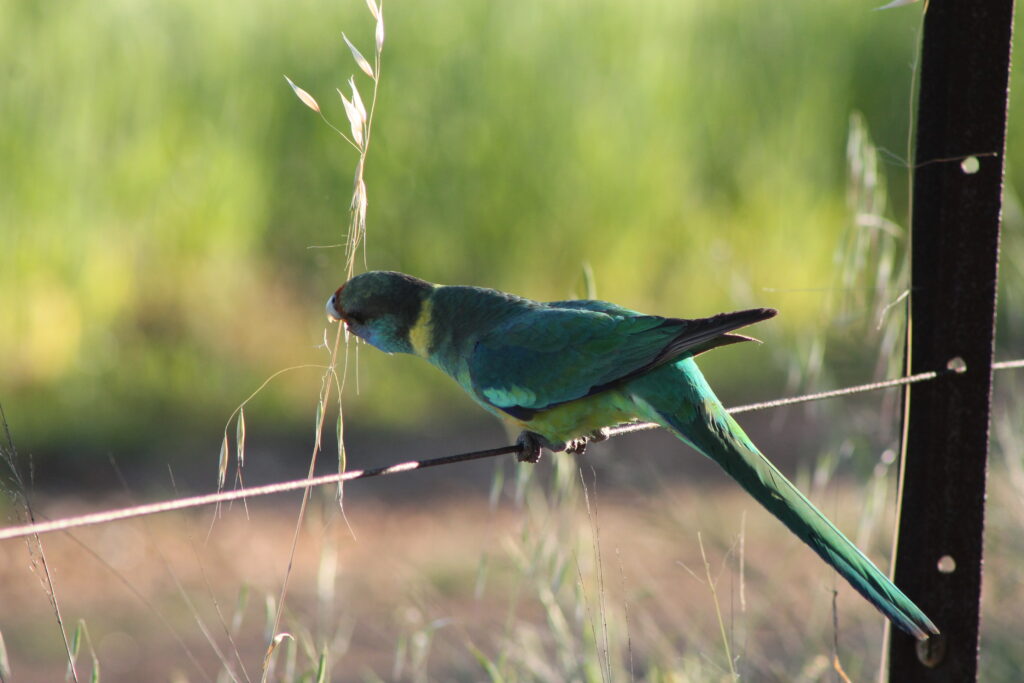 Parrots