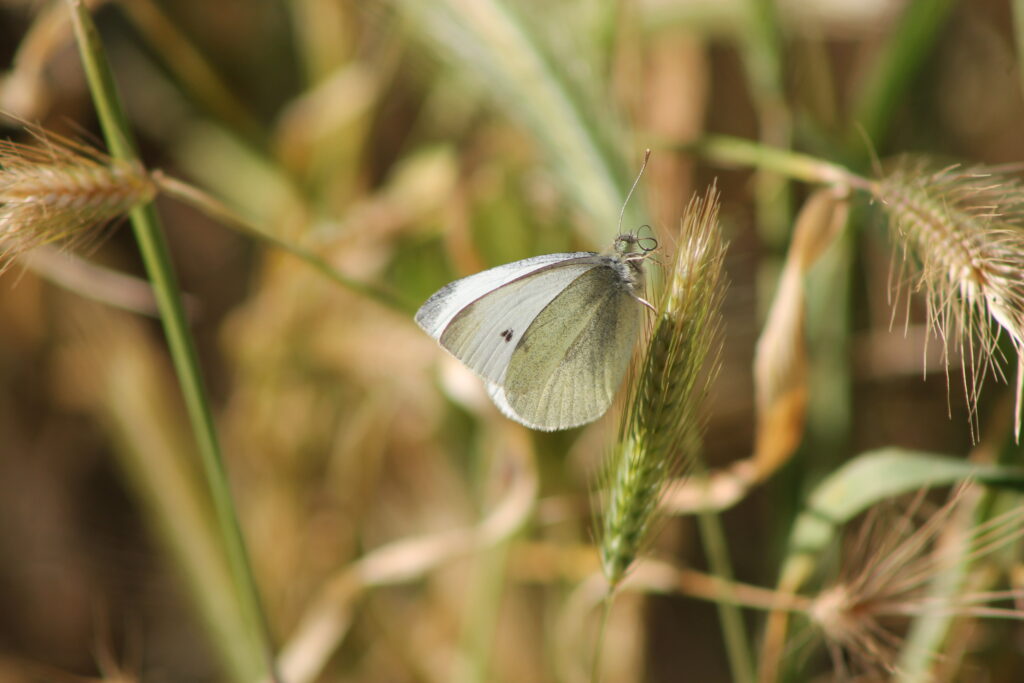 Butterflies