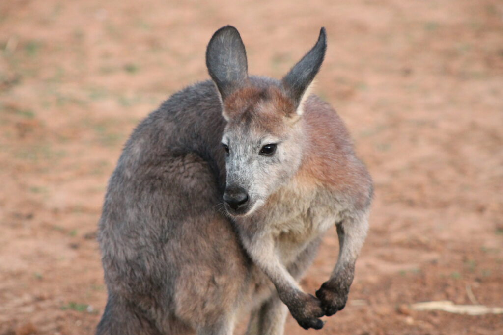 Kangaroos