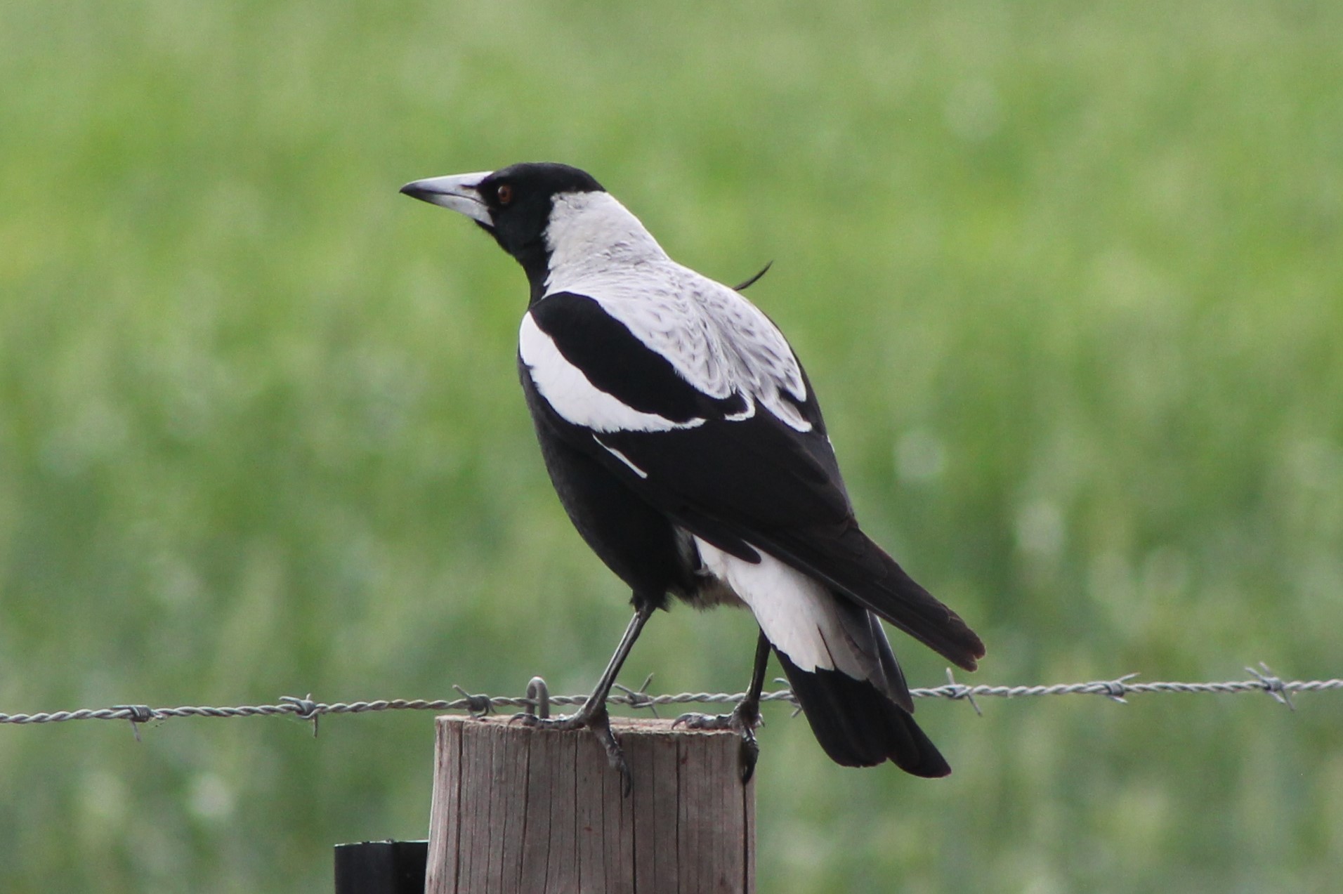 Store – Parnell Photos