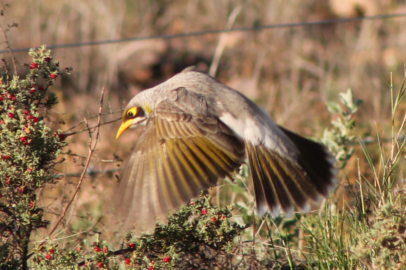 Marginal Bird Miner Birds – Parnell Photos