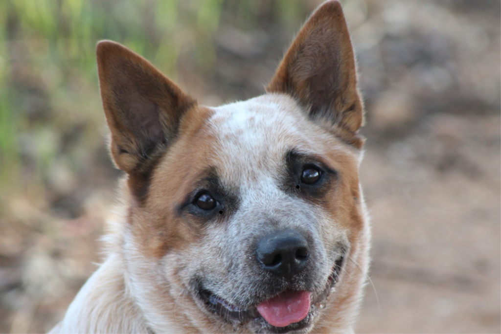 Red Heeler