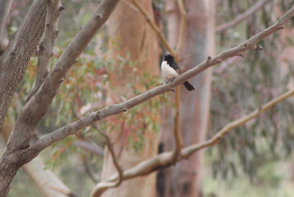 Willie Wagtail