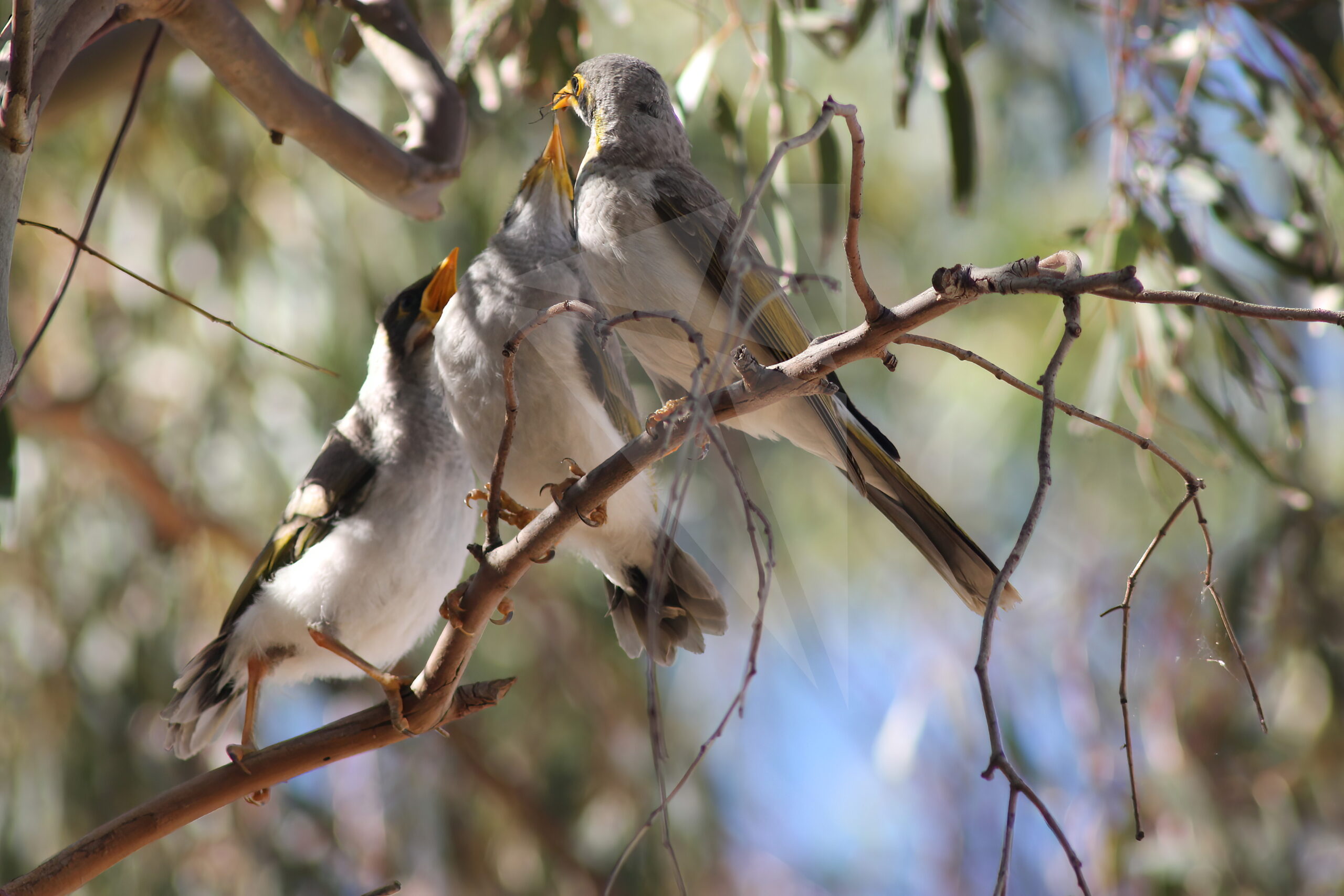 Miner Bird Photos Parnell Photos