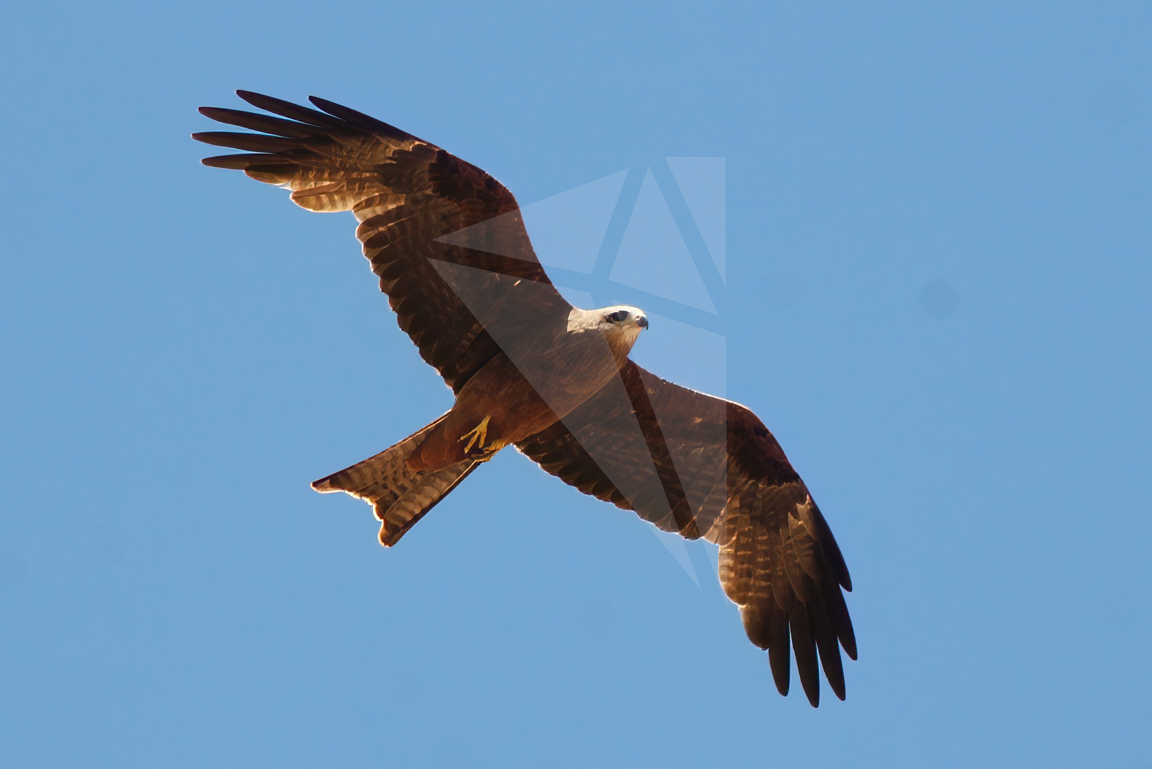 Black Kite Flying