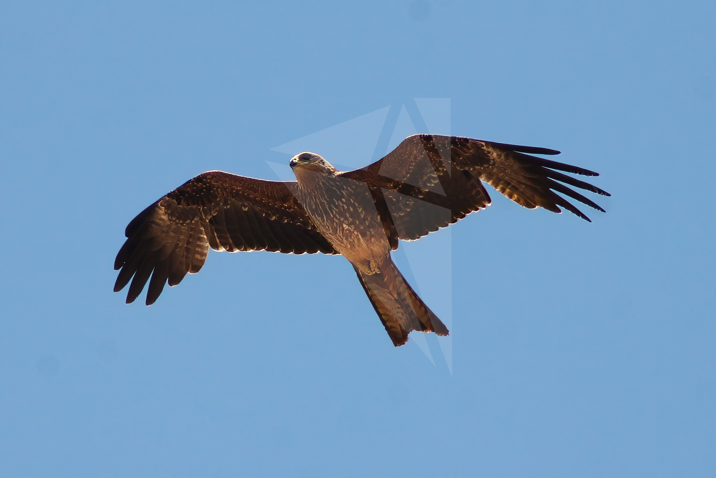 Black Kite in Flight