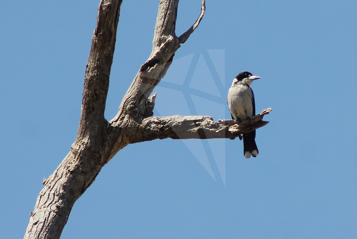 Grey Butcherbird