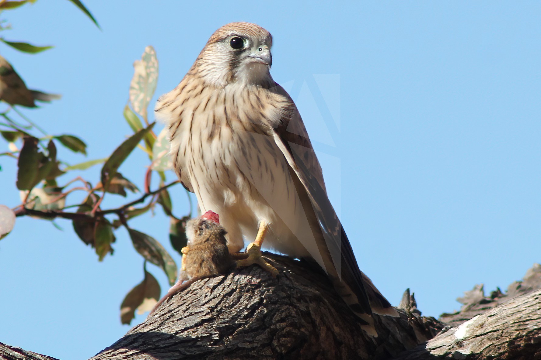 Kestrel Meal Time