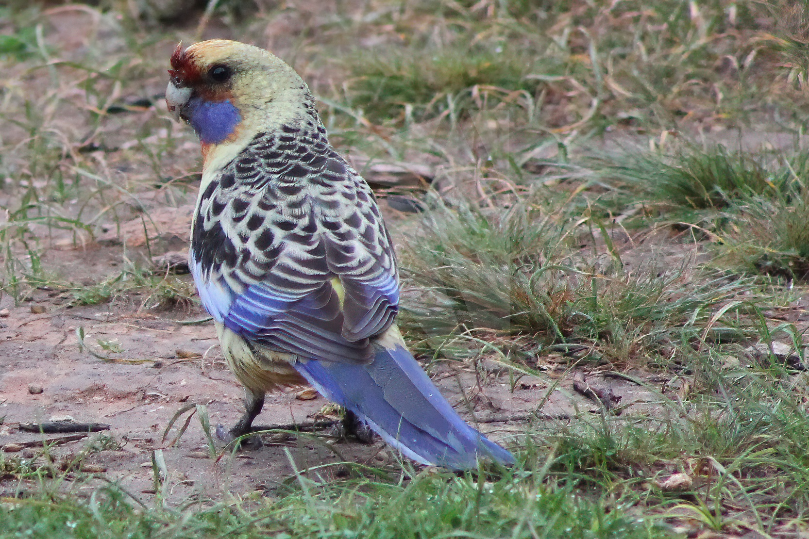 Adelaide Rosella