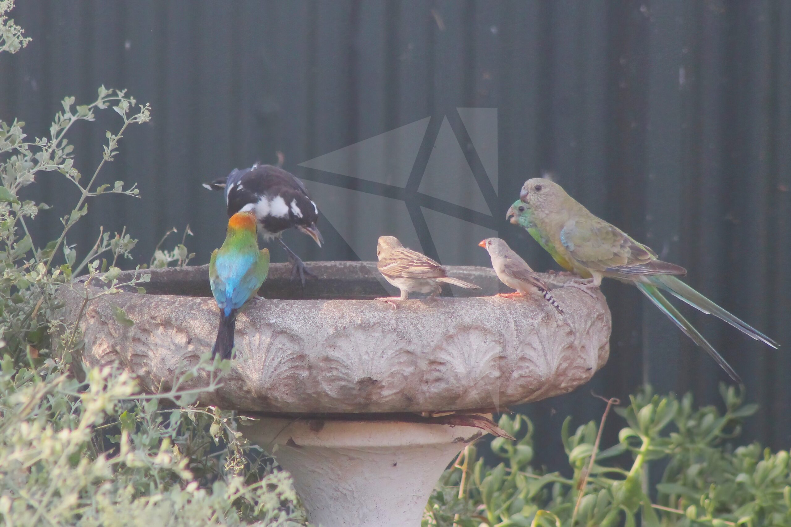 Bird Bath Gathering