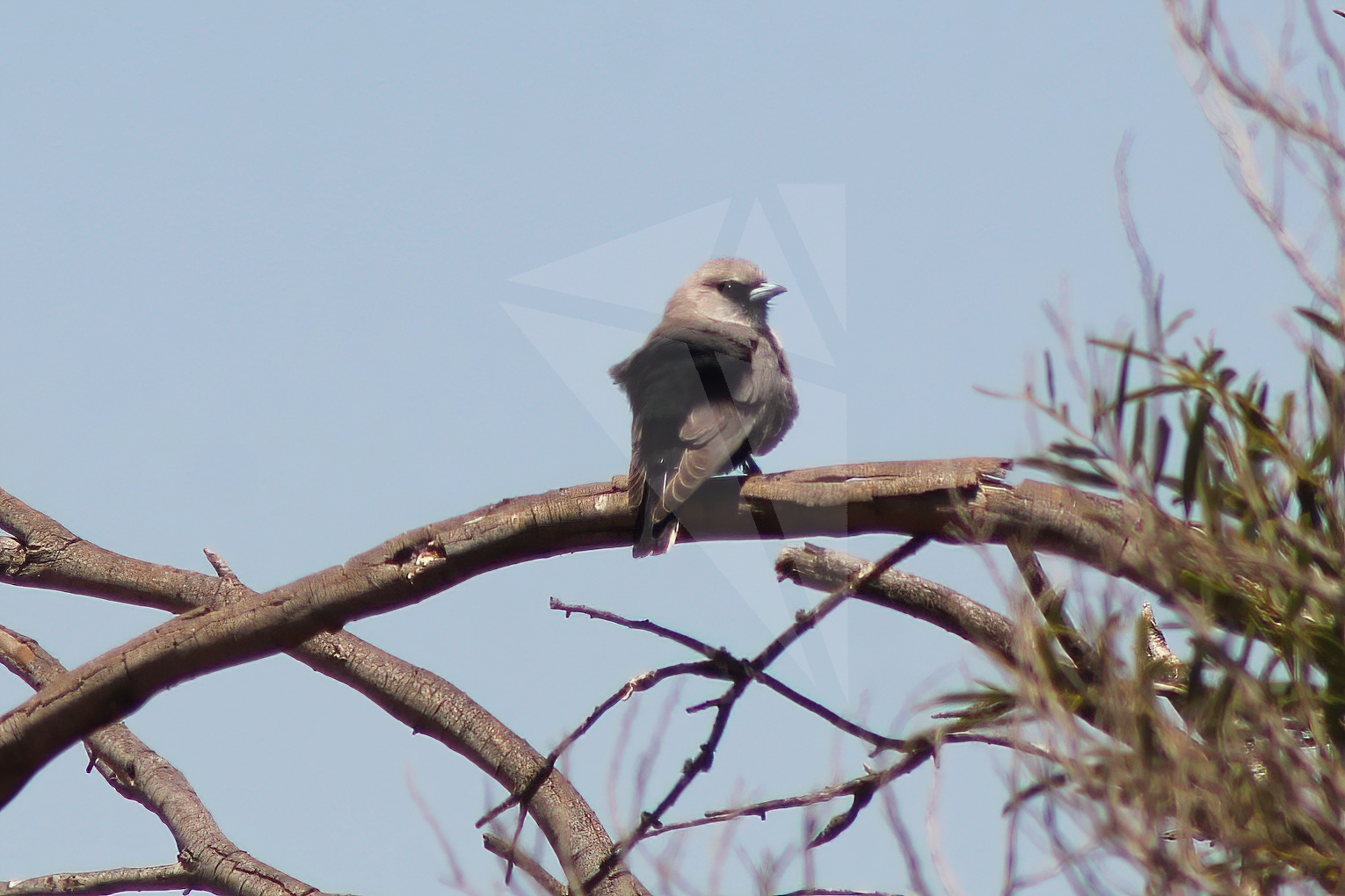 Black-faced Woodswallow