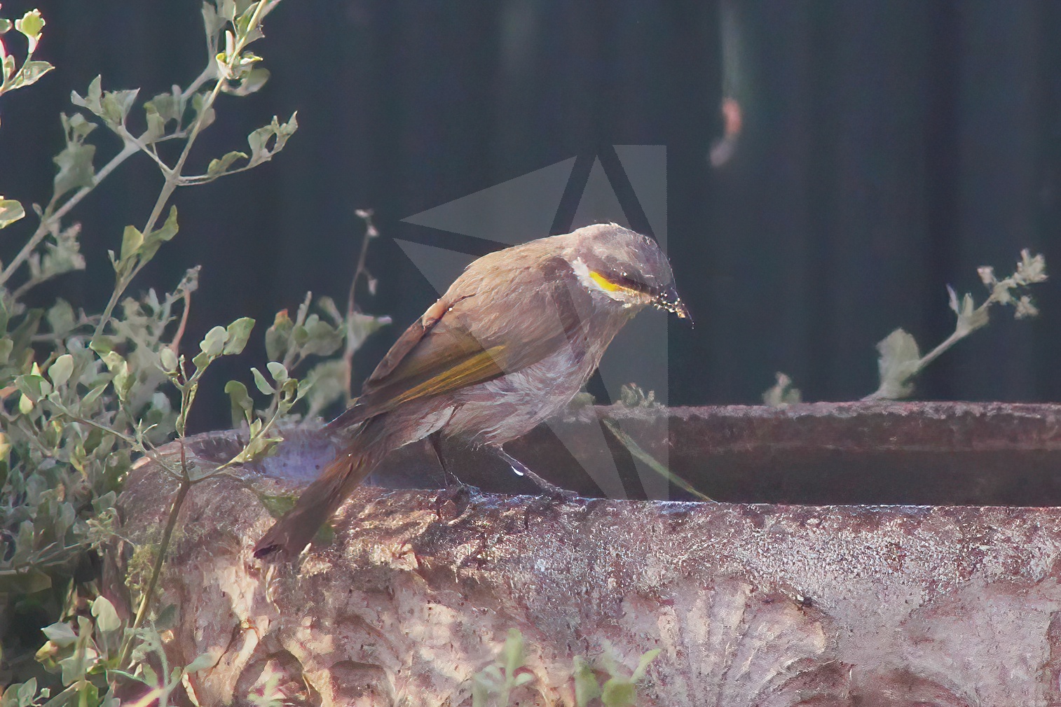 Singing Honeyeater at Bird Bath