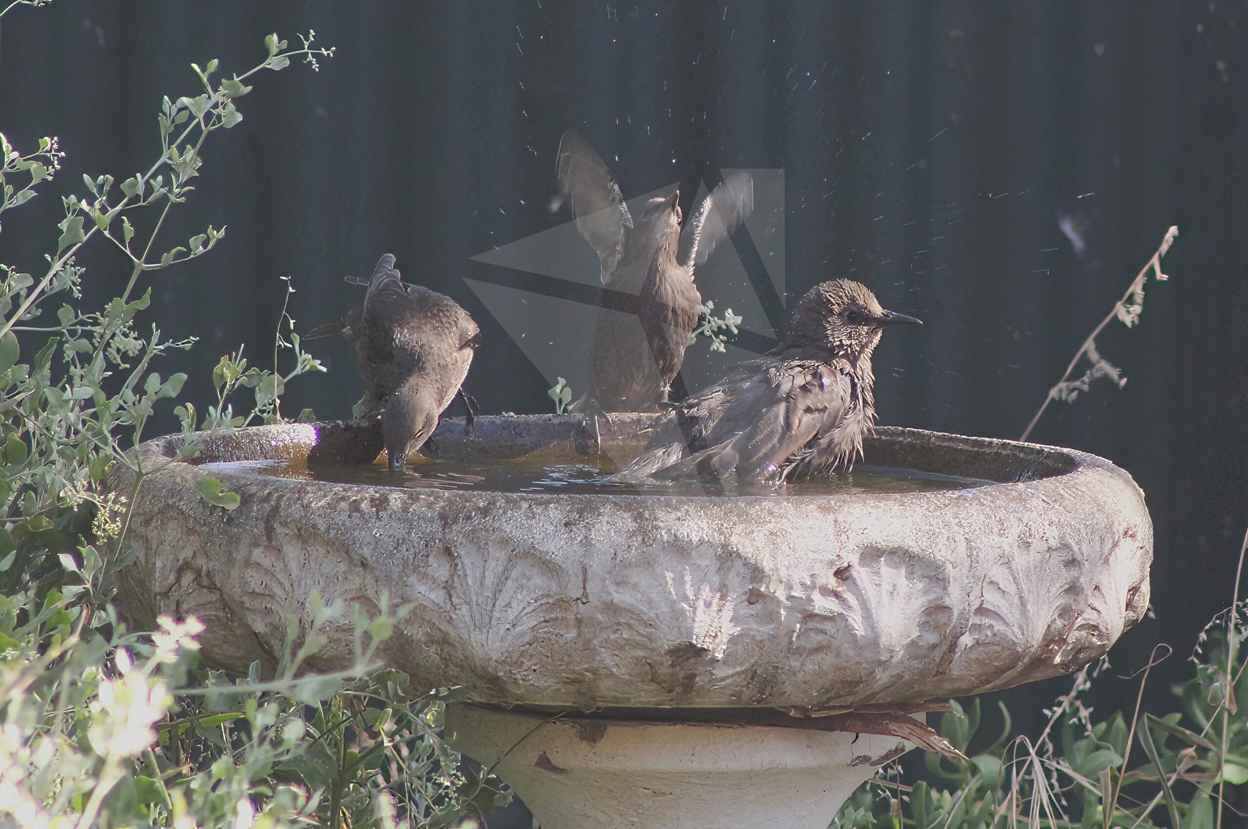 Starlings Bird Bath fun