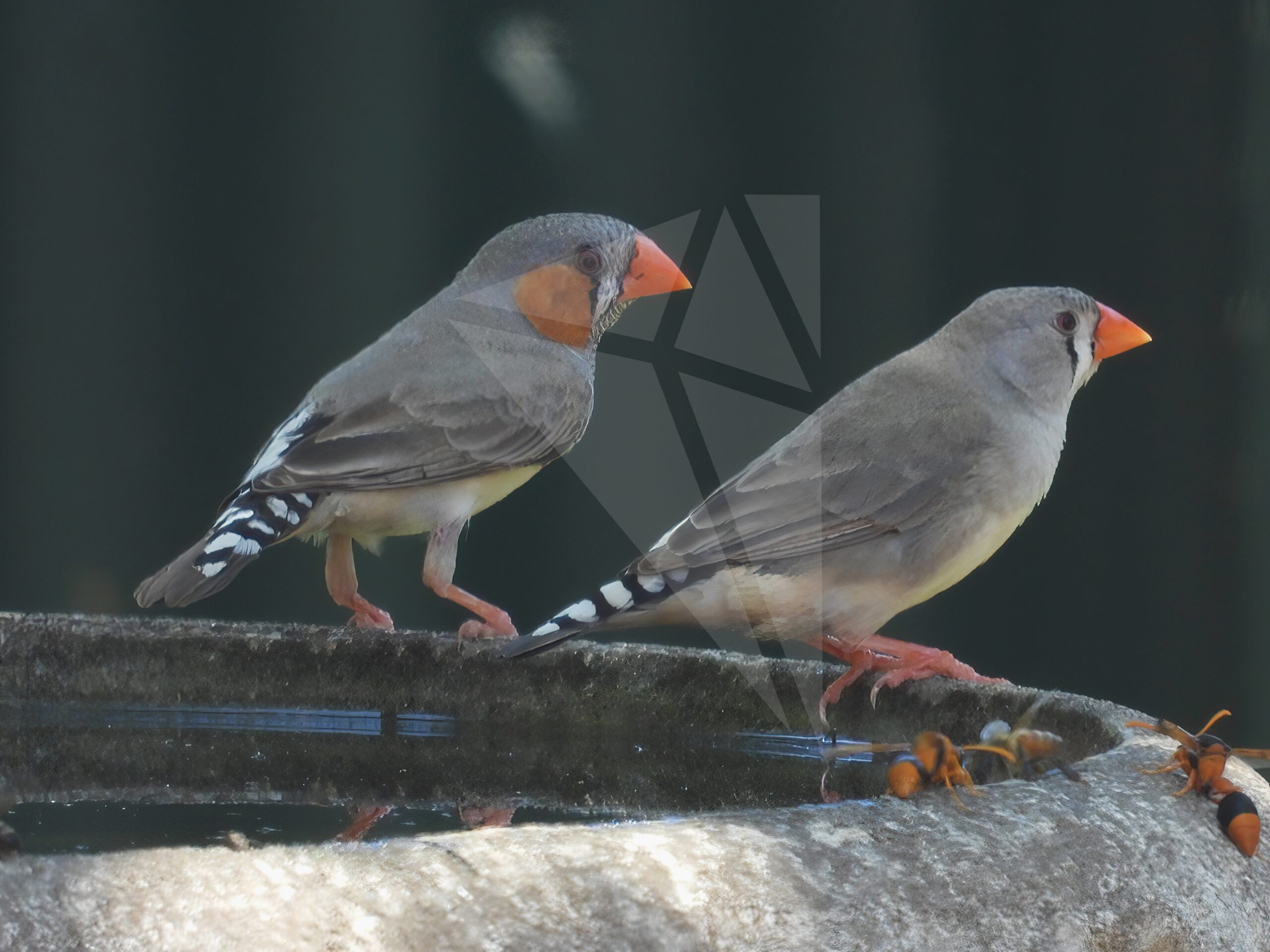 Australian Zebra Finch at Bird Bath