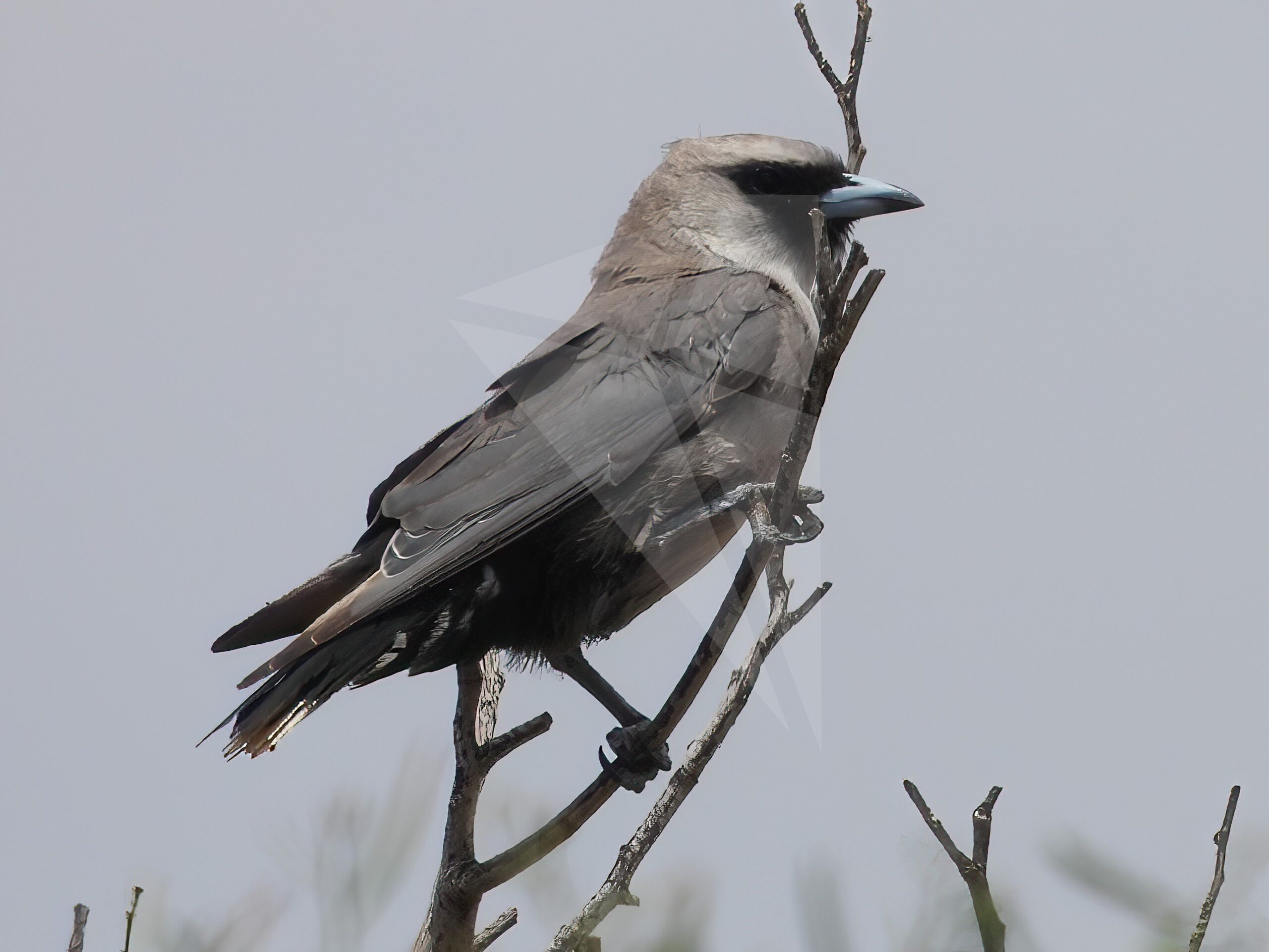 Black-faced Woodswallow in Tree