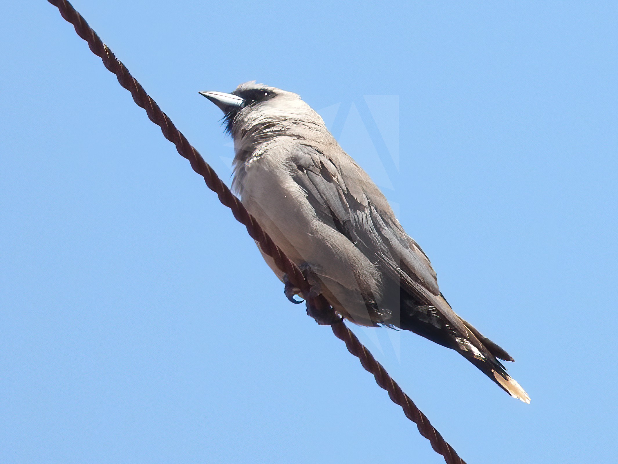 Black-faced Woodswallow on Wire