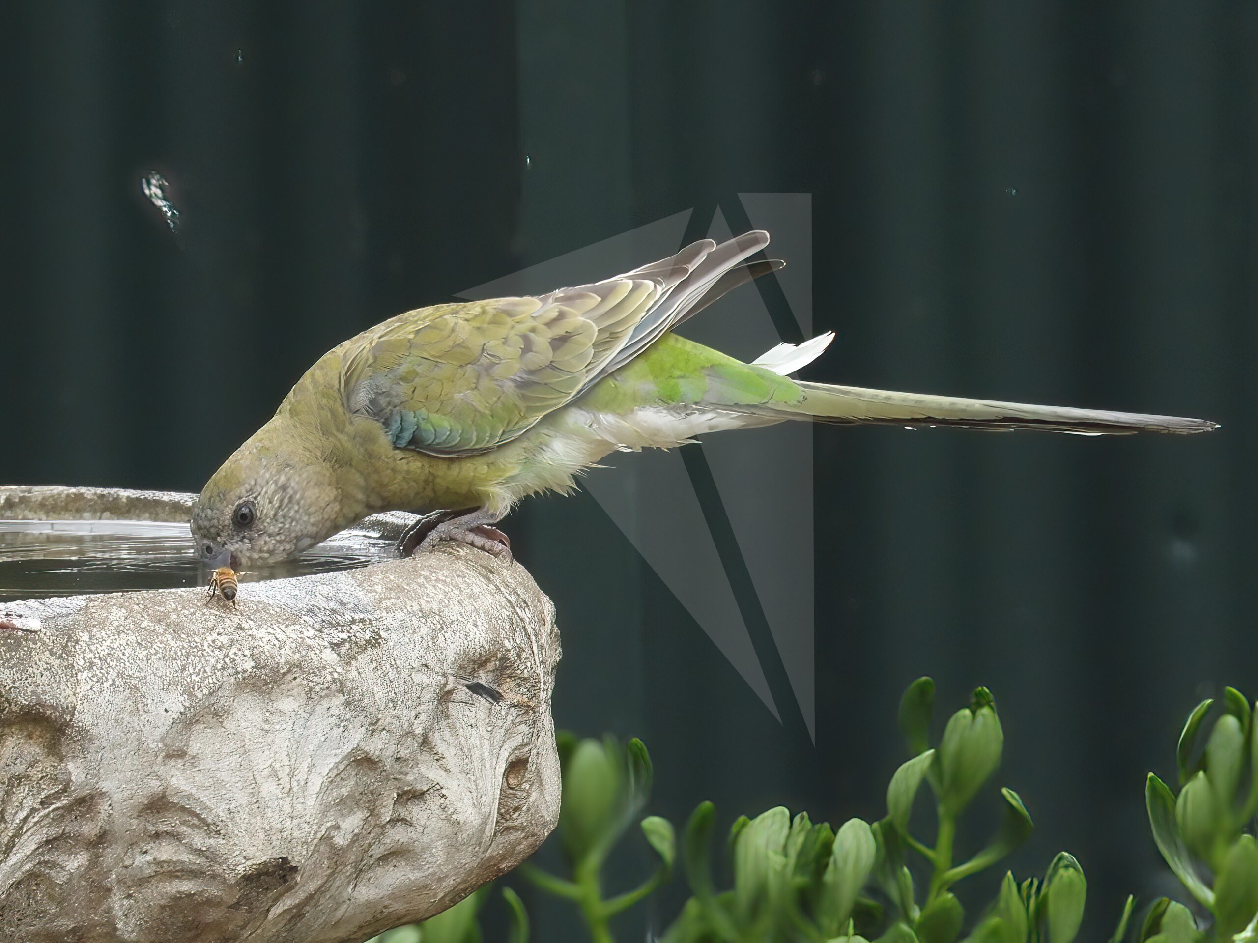 Female Red-rumped Parrot Drinking