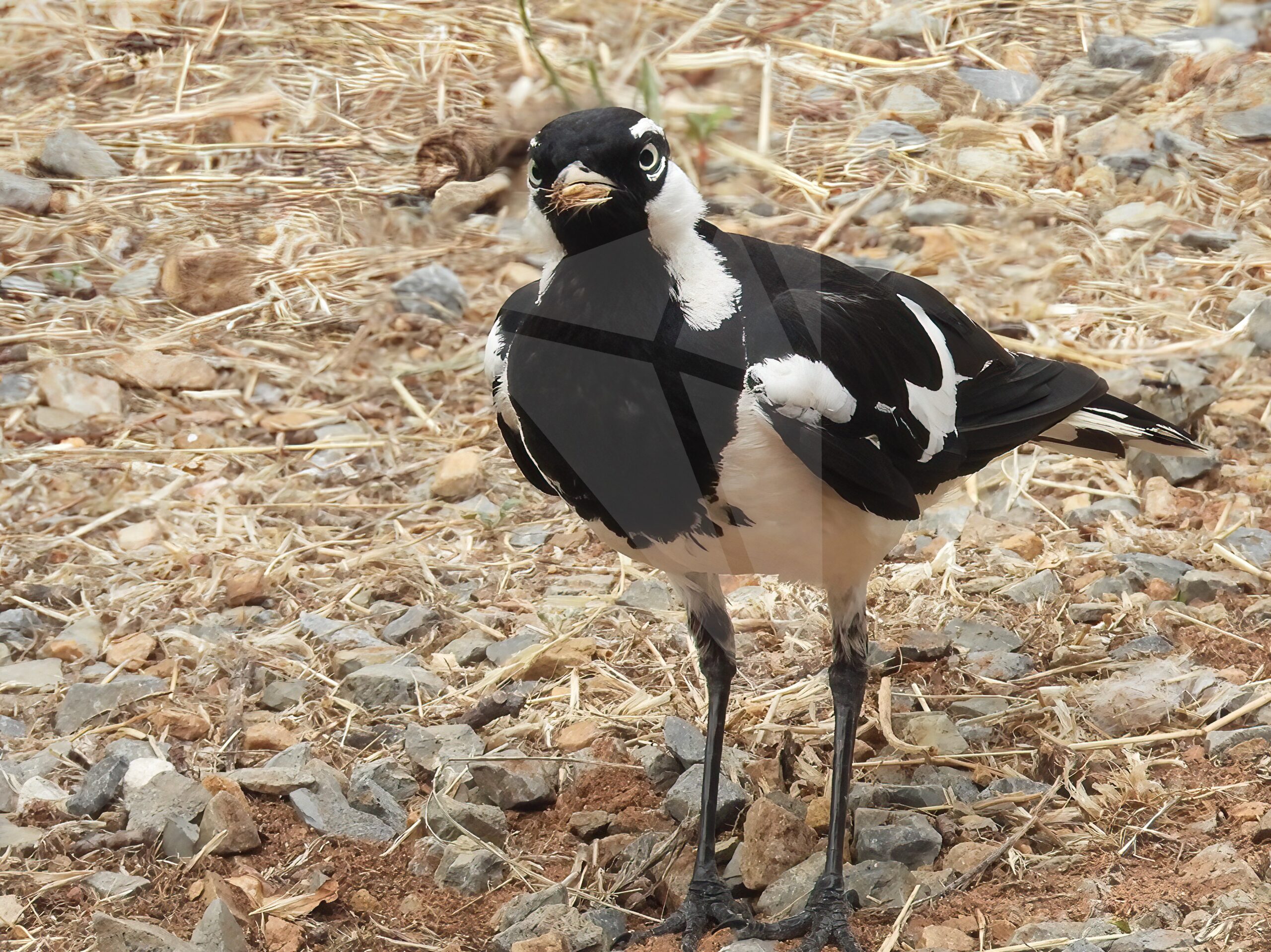 Magpie-lark in Garden – Parnell Photos