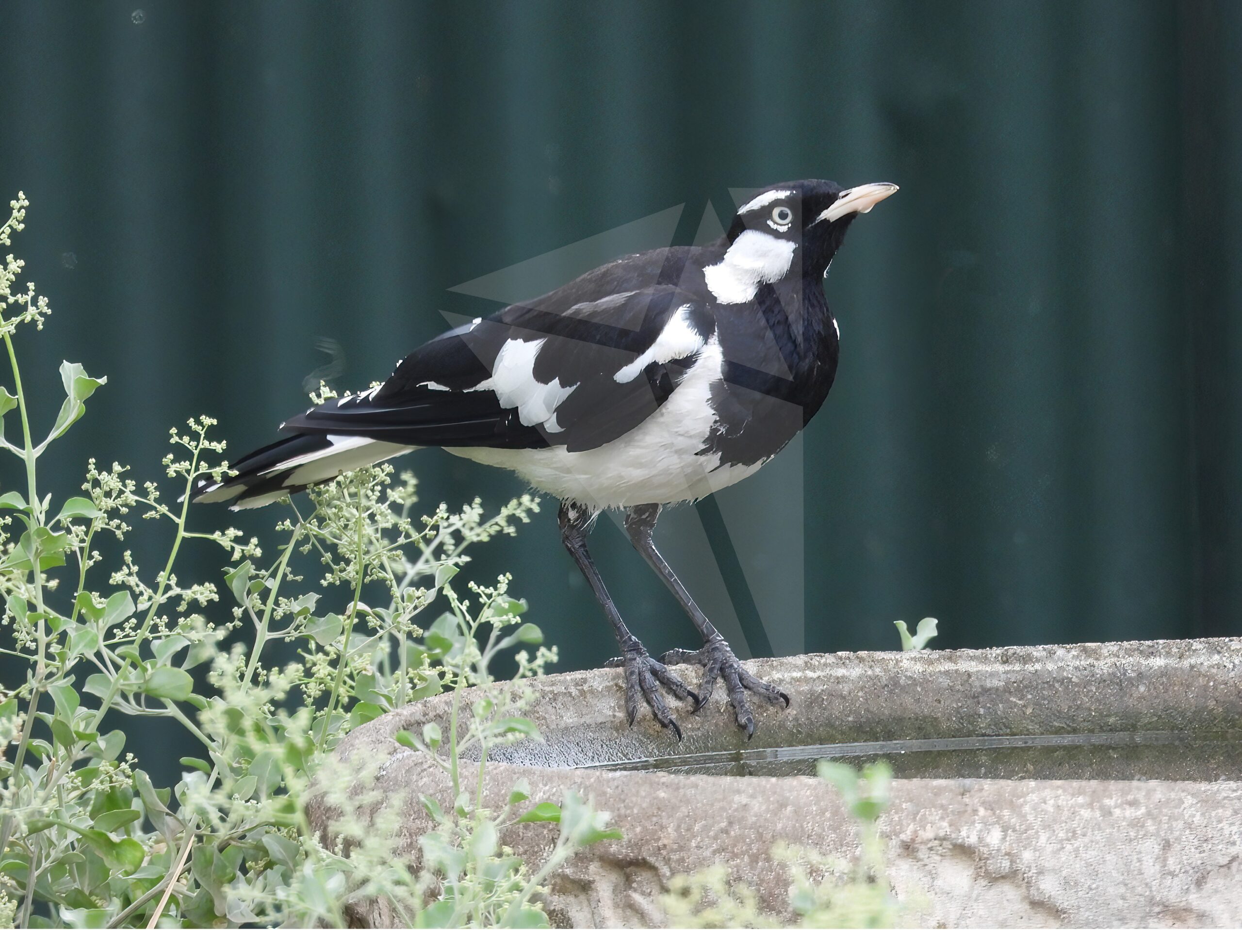 Male Magpie-lark at Bird Bath