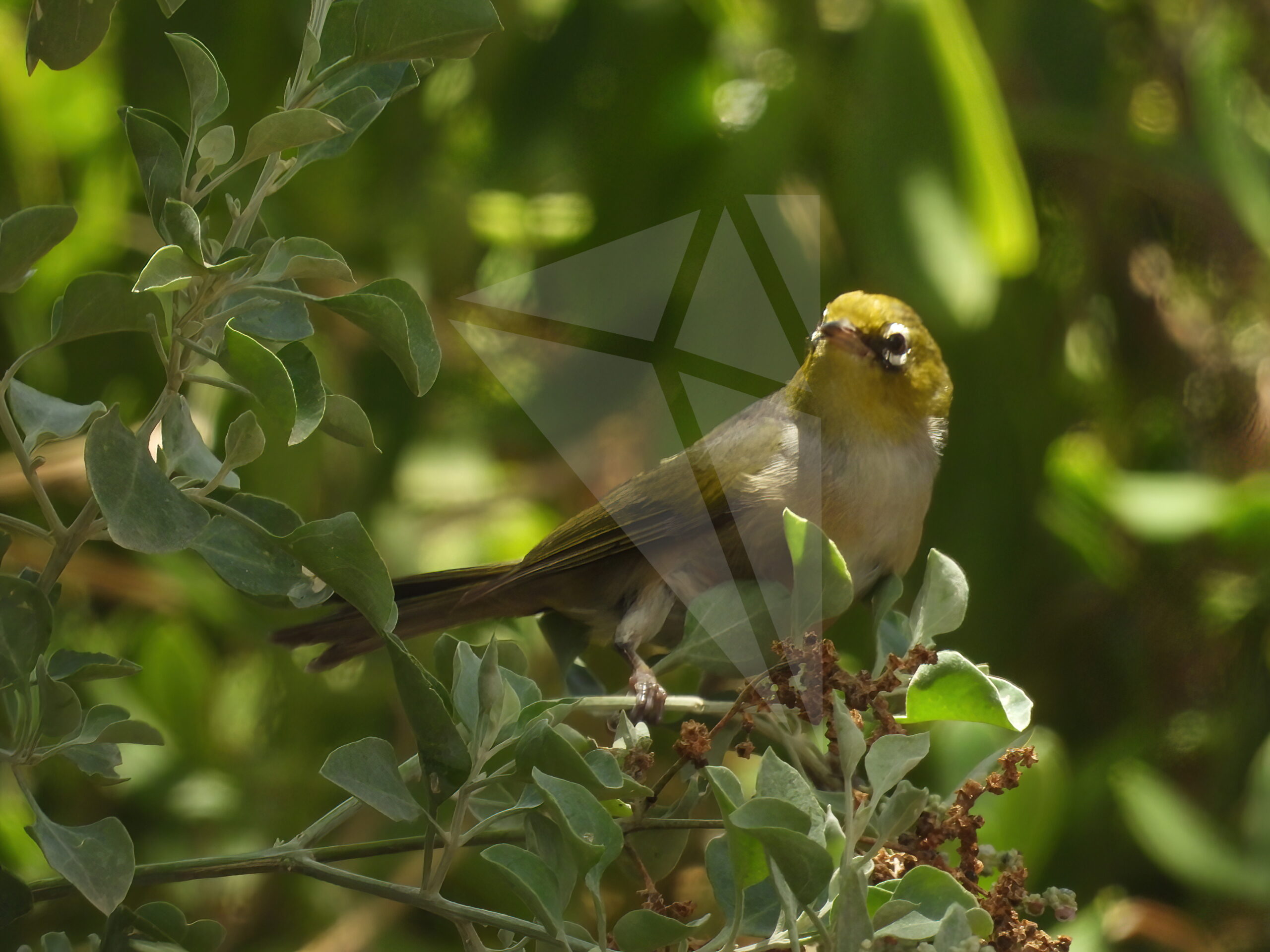 Silvereye in Bush