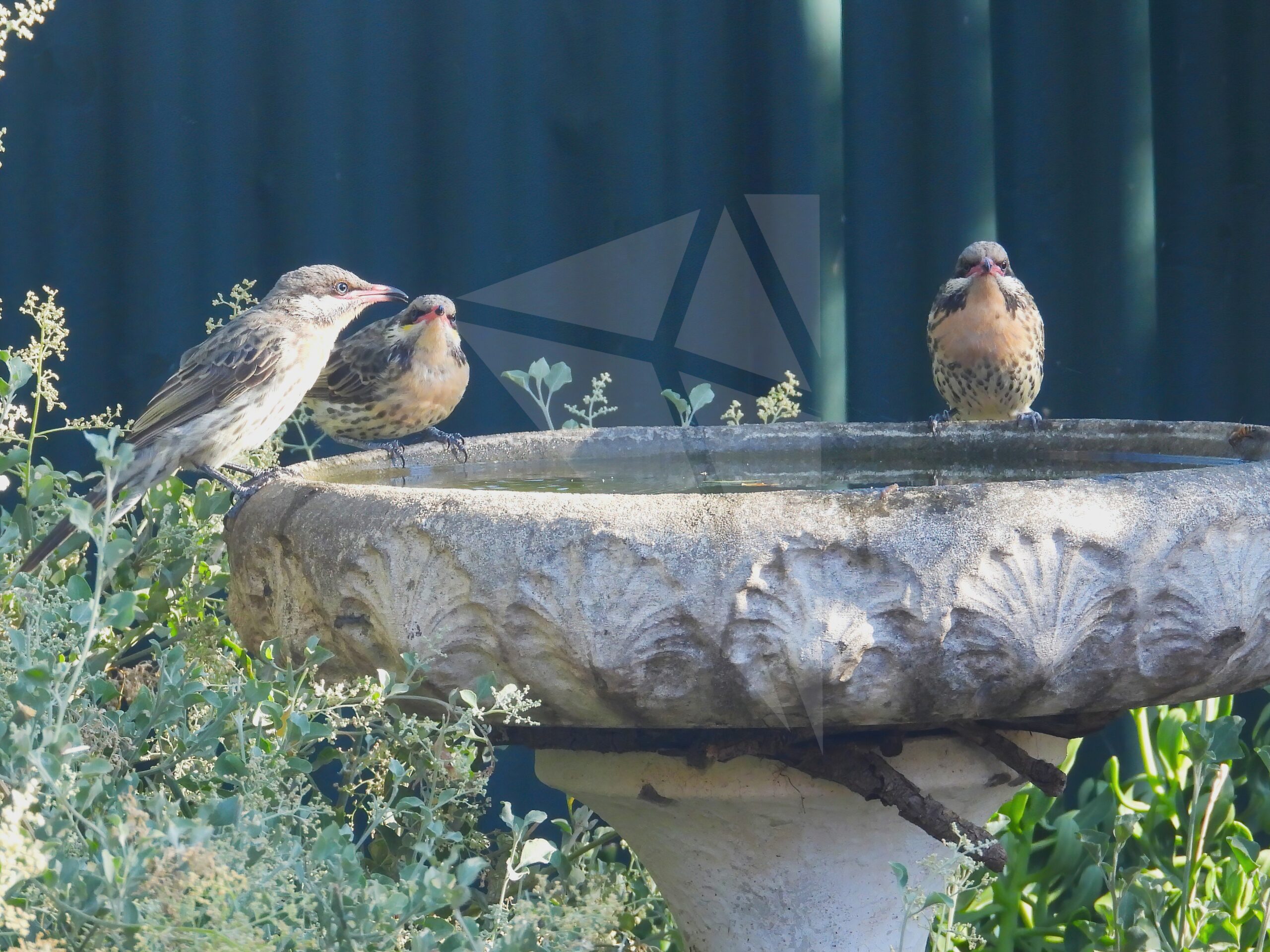 Spiny-cheeked Honeyeater Family