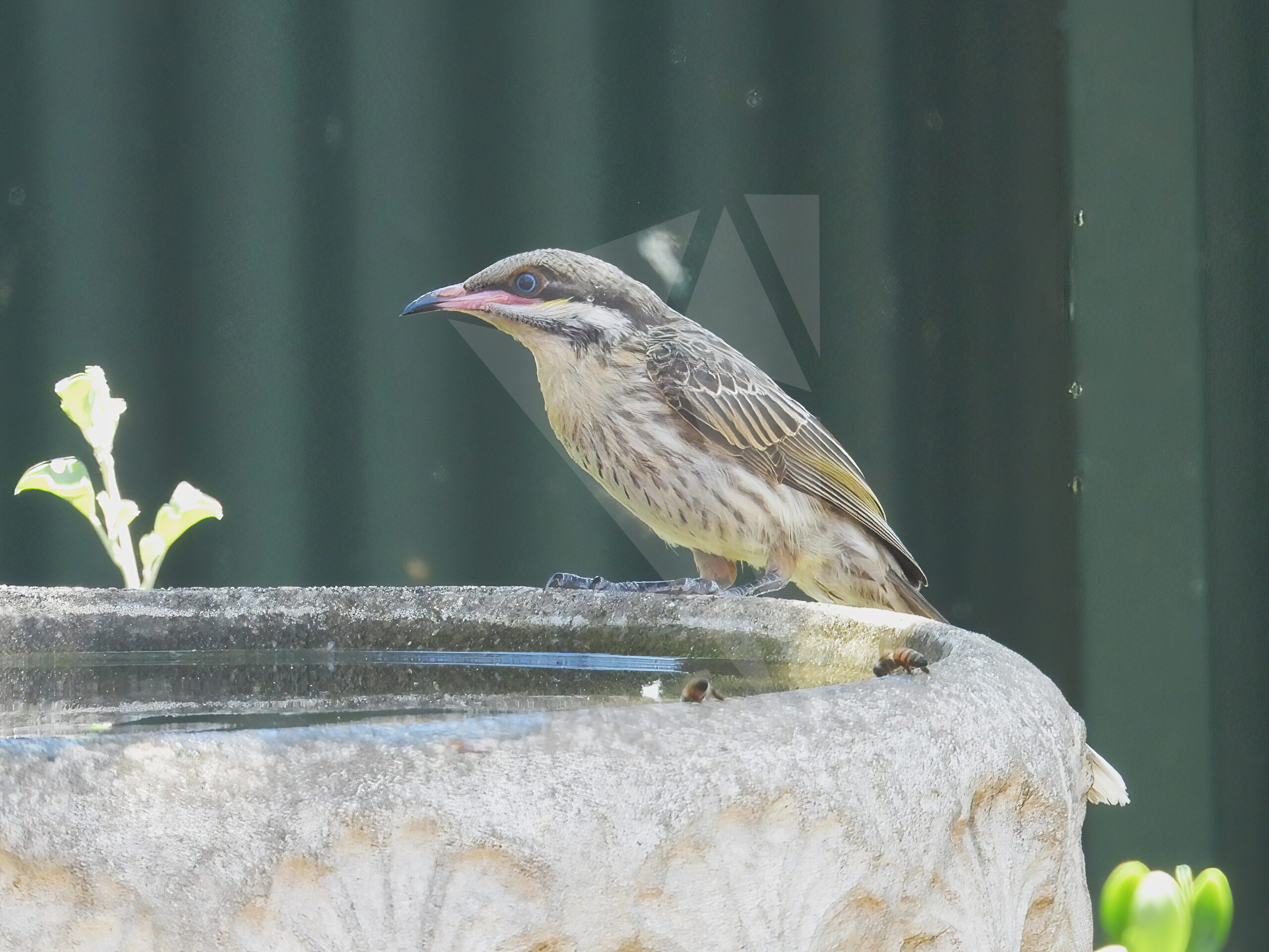 Spiny-cheeked Honeyeater at Bird Bath