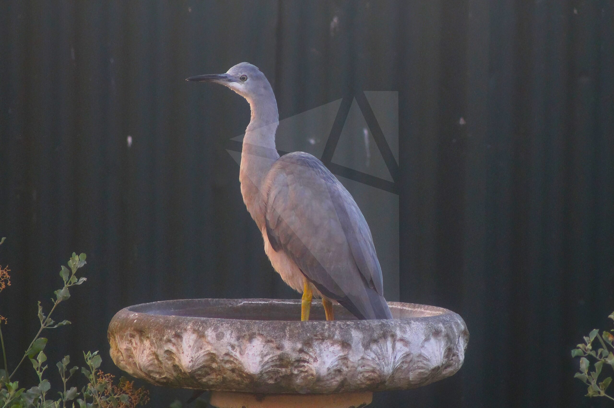 White-faced Heron in Bird Bath