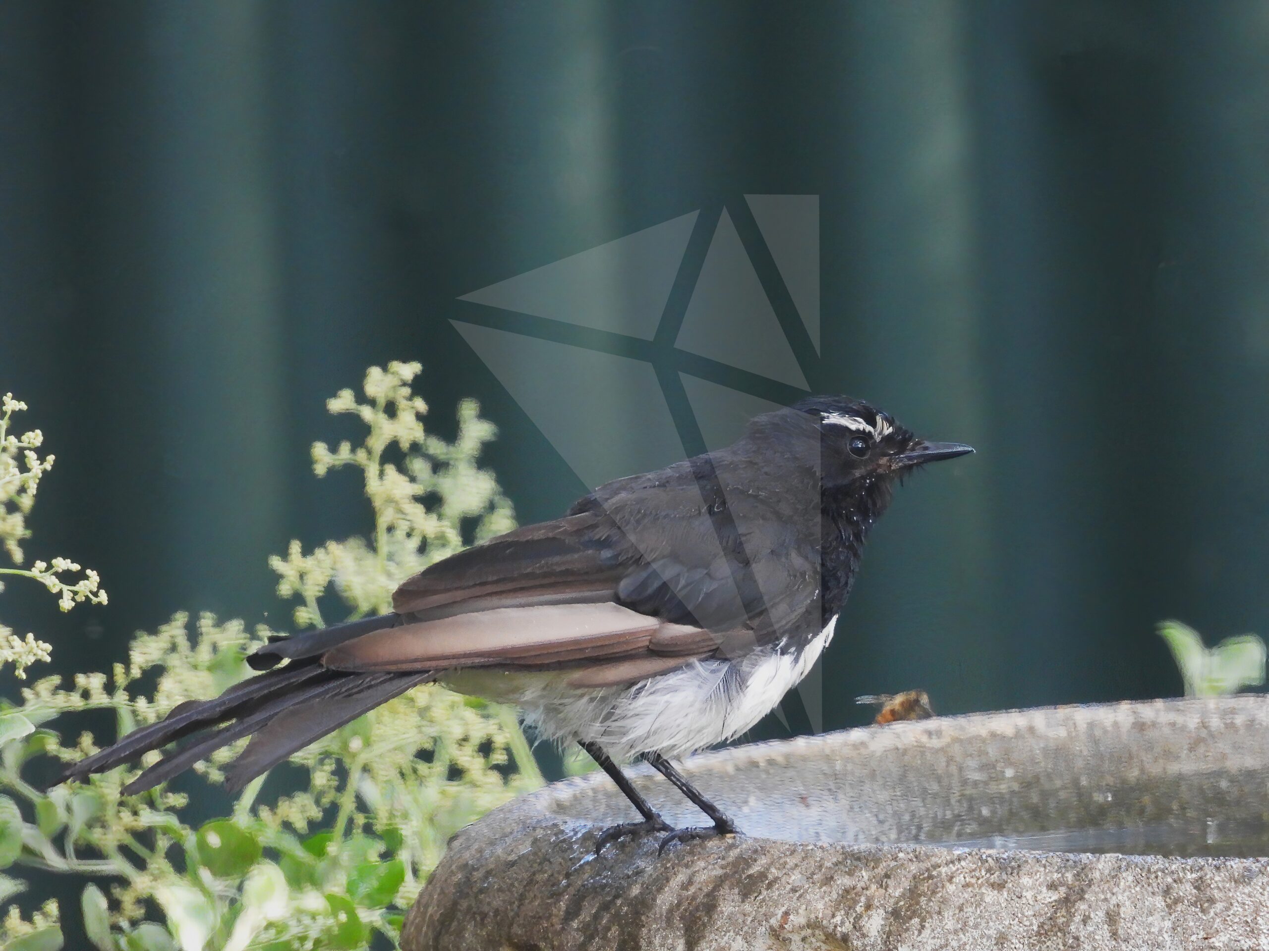 Willie Wagtail at Bird Bath