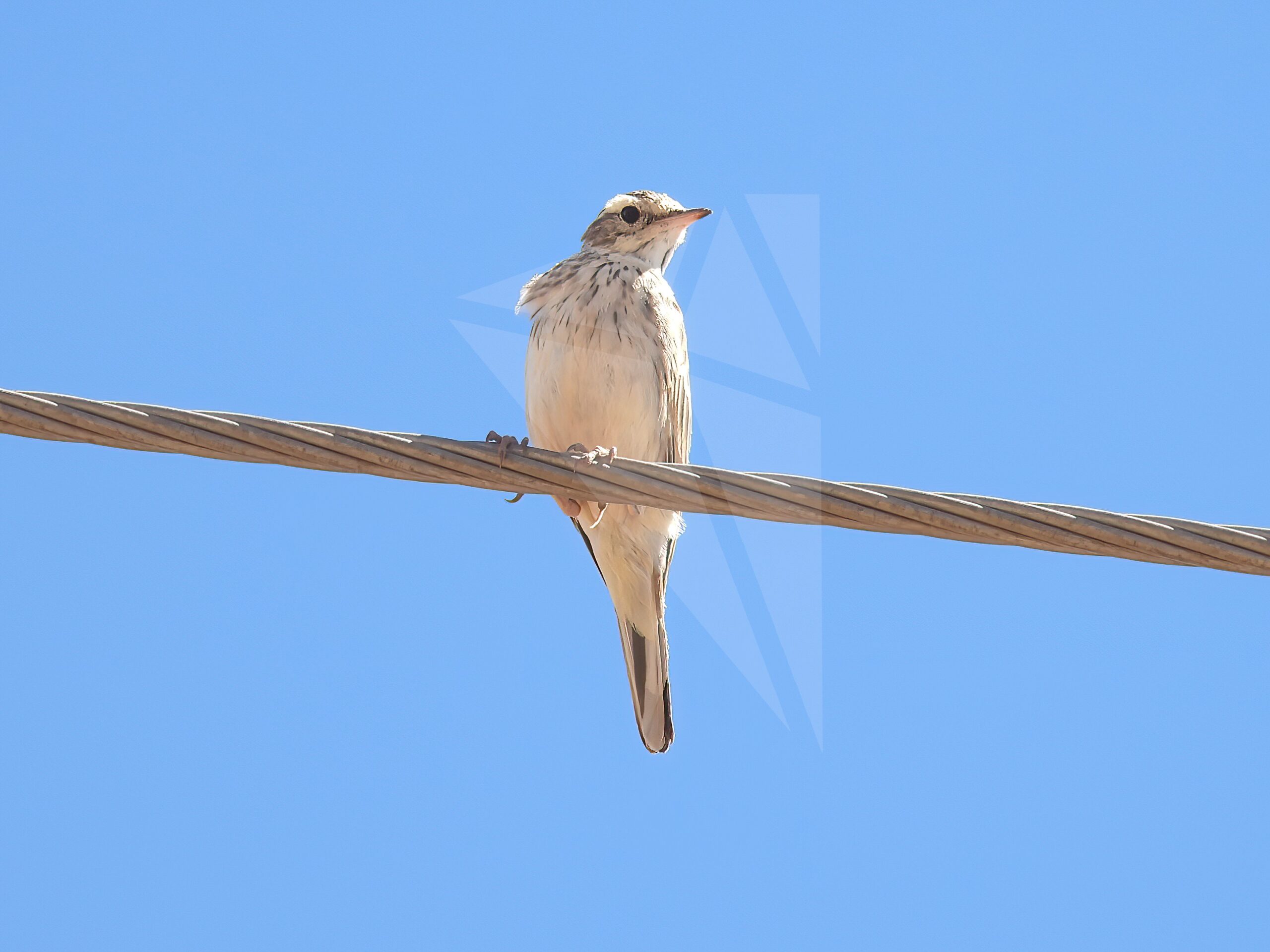 Australian Pipit on Wire – Parnell Photos