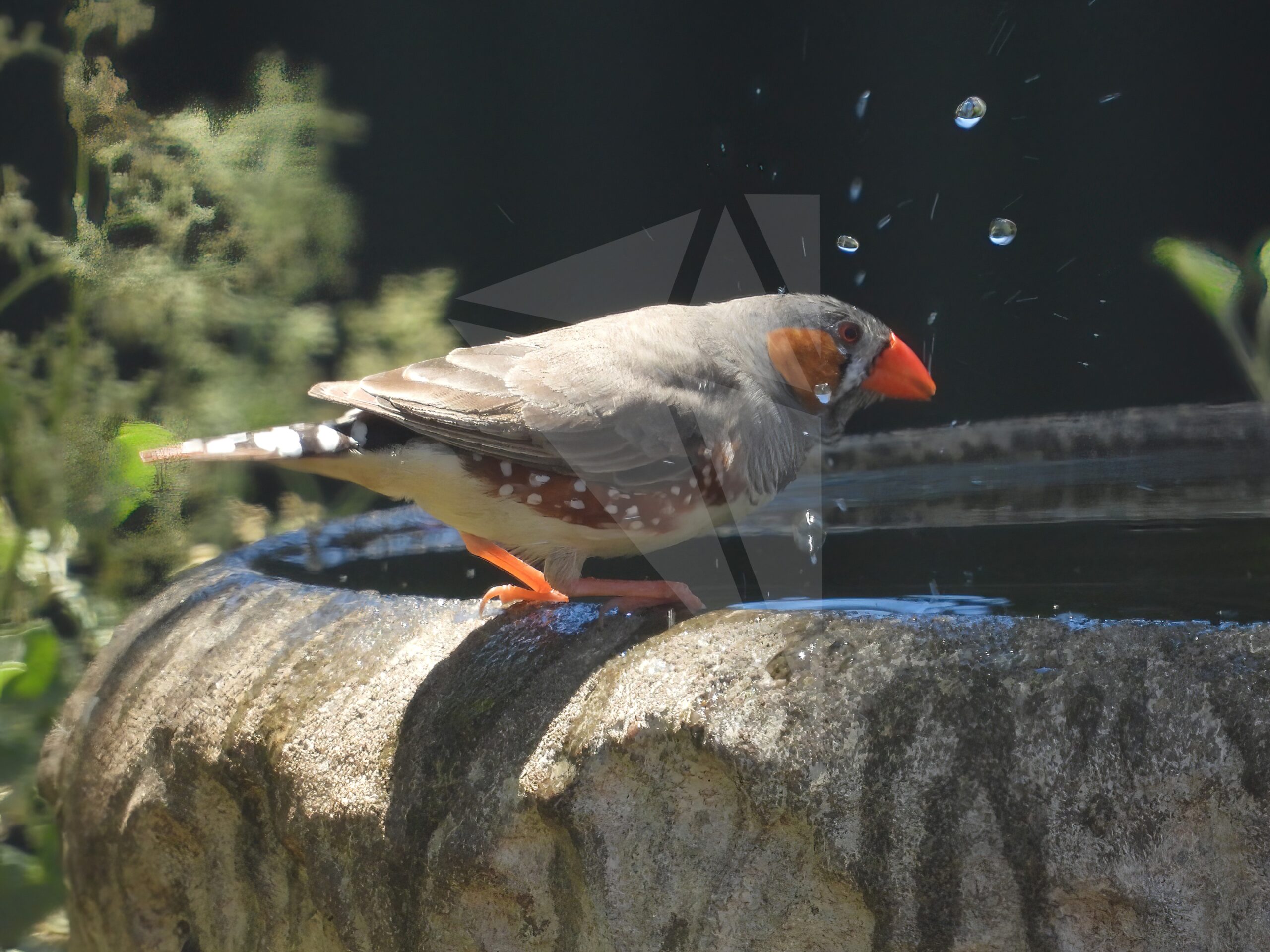 Australian Zebra Finch Splash