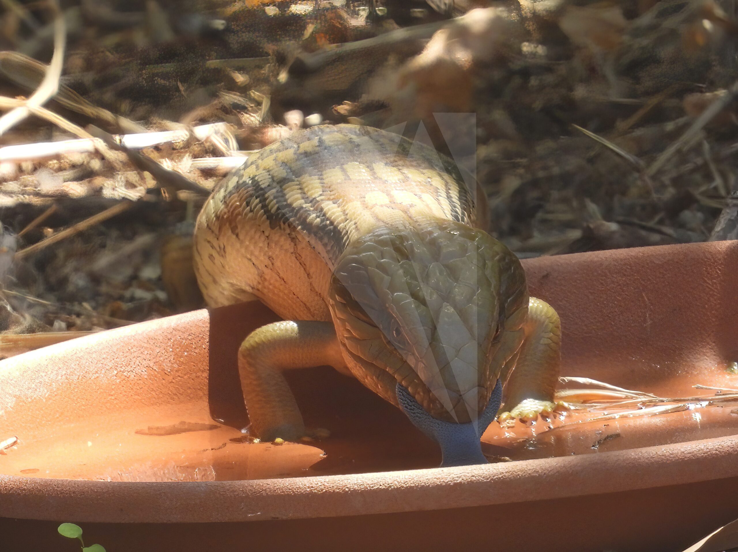 Blue Tongue Drinking