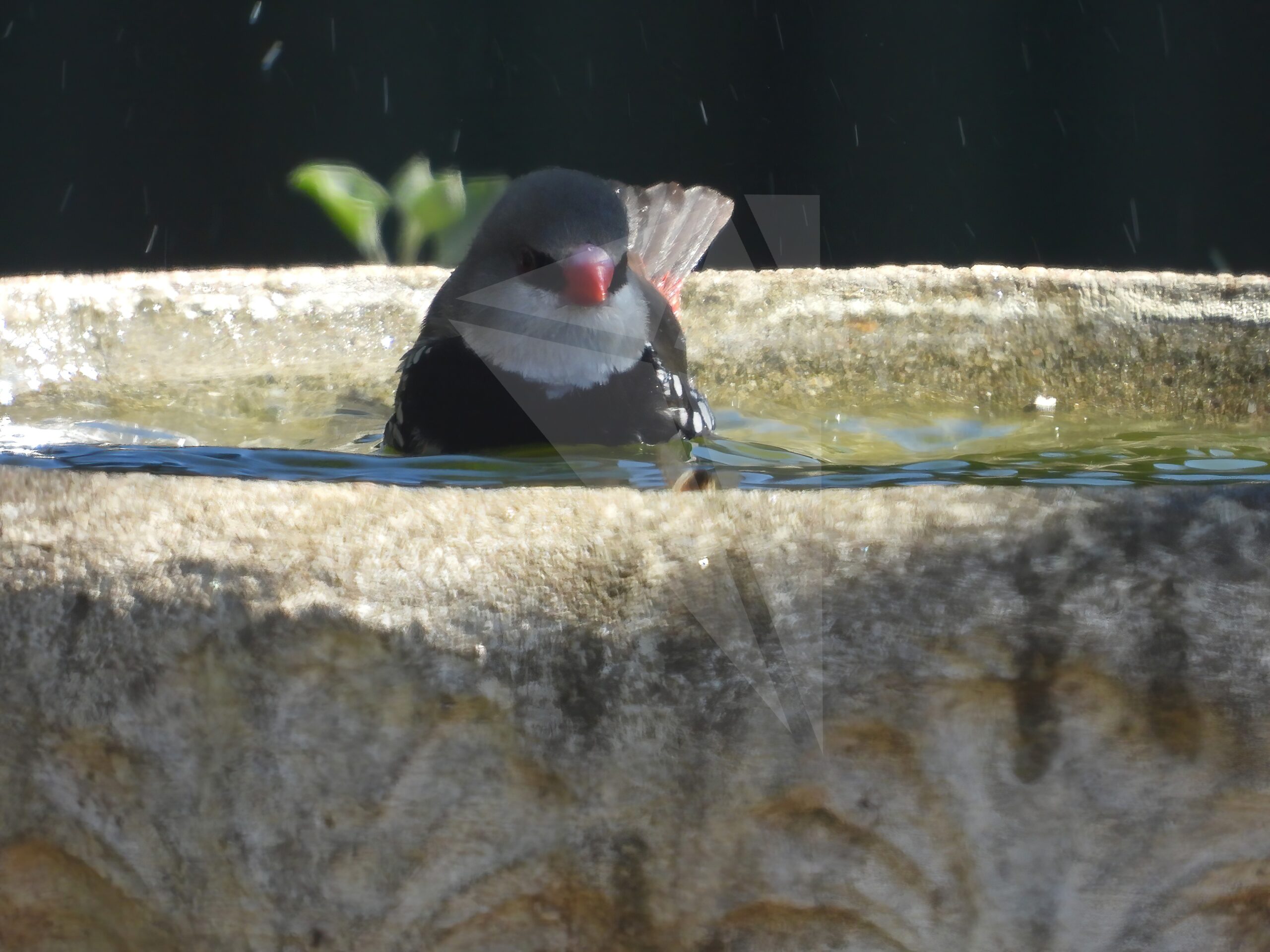 Diamond Firetail Bath Time