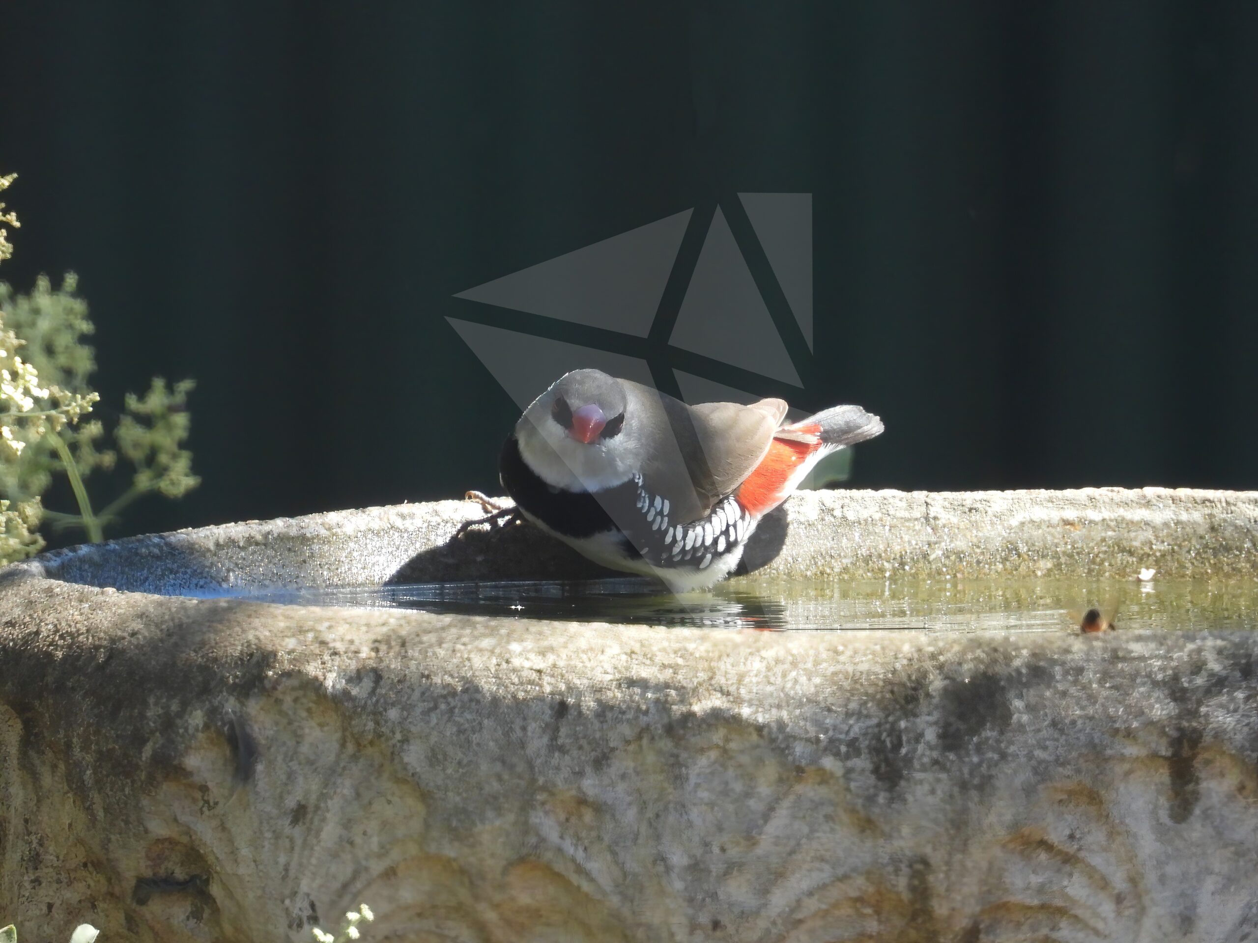 Diamond Firetail Having a Dip