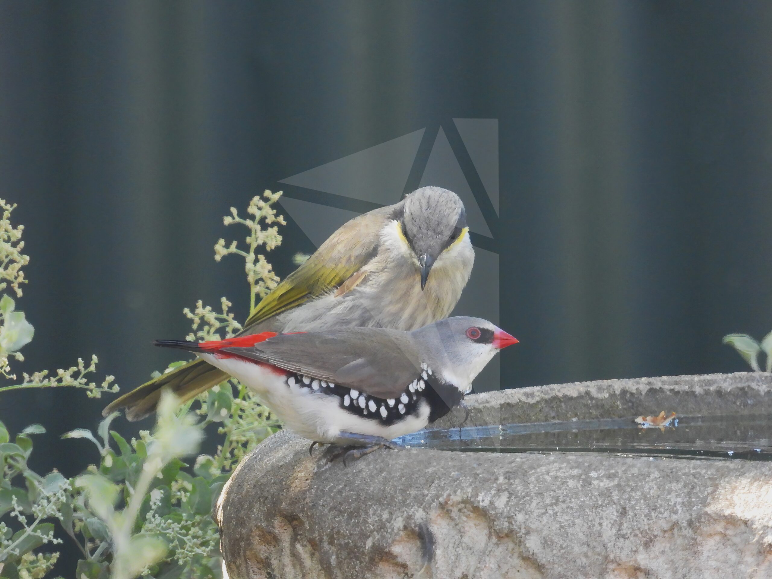 Diamond Firetail and Singing Honeyeater