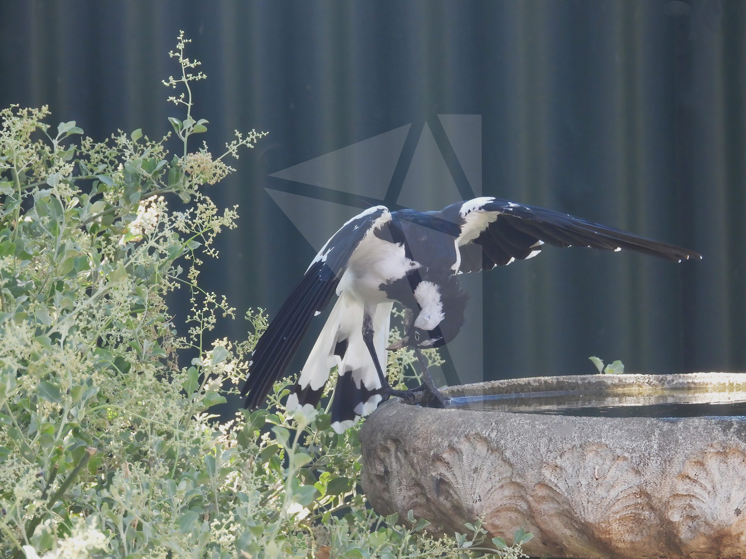 Magpie-lark Preening