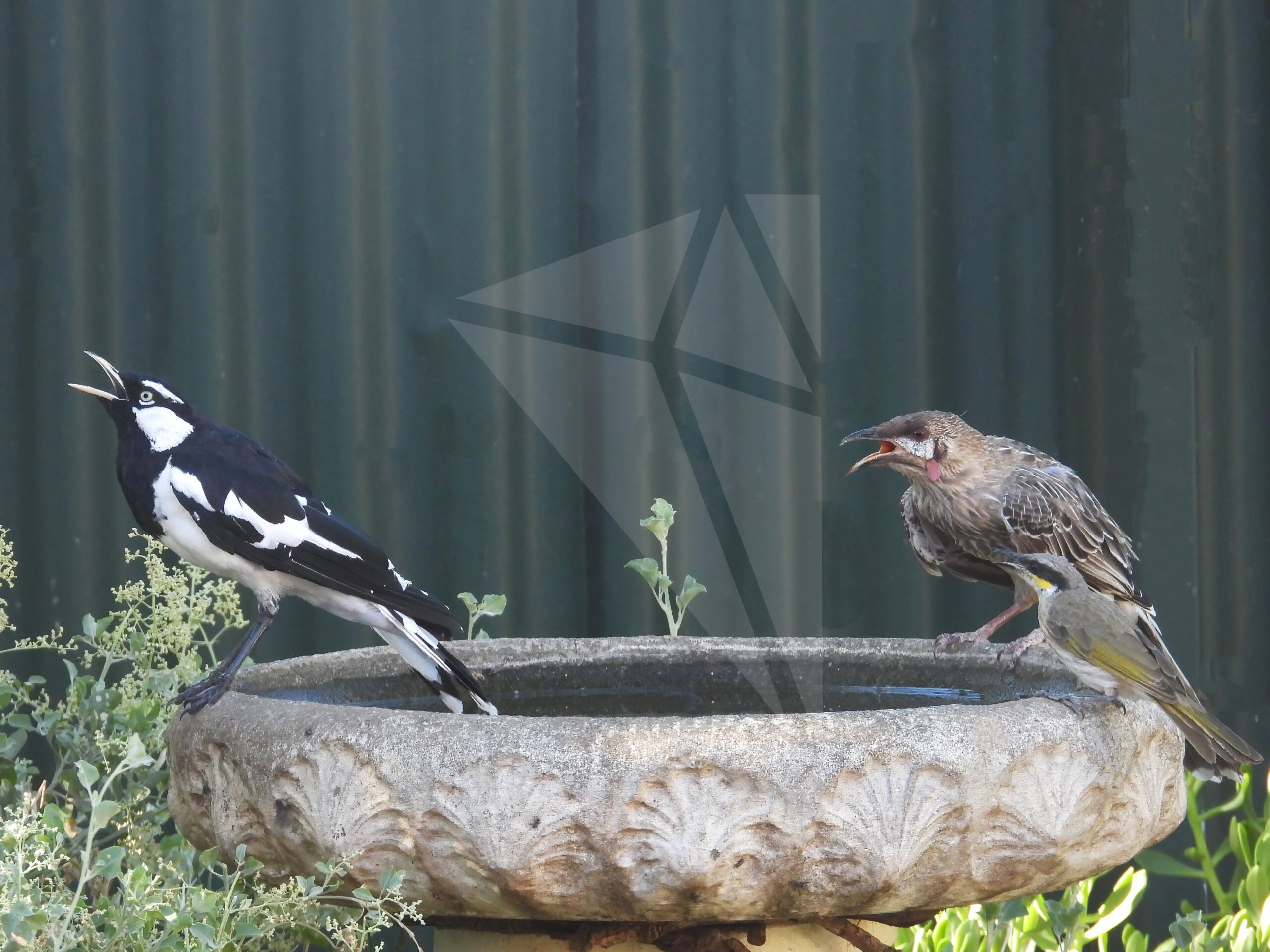 Magpie-lark, Red Wattlebird and Singing Honeyeater