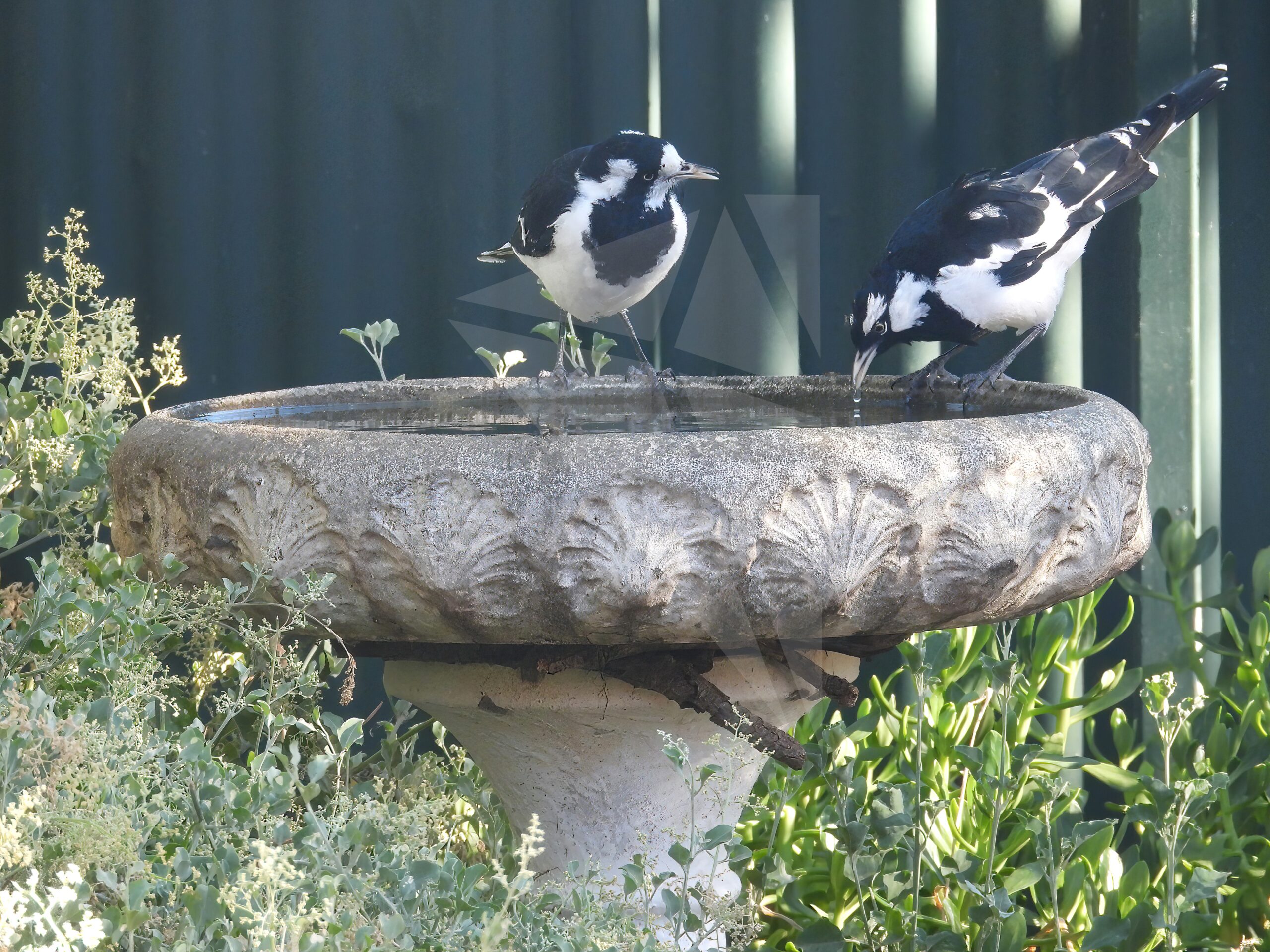 Magpie-larks Drinking