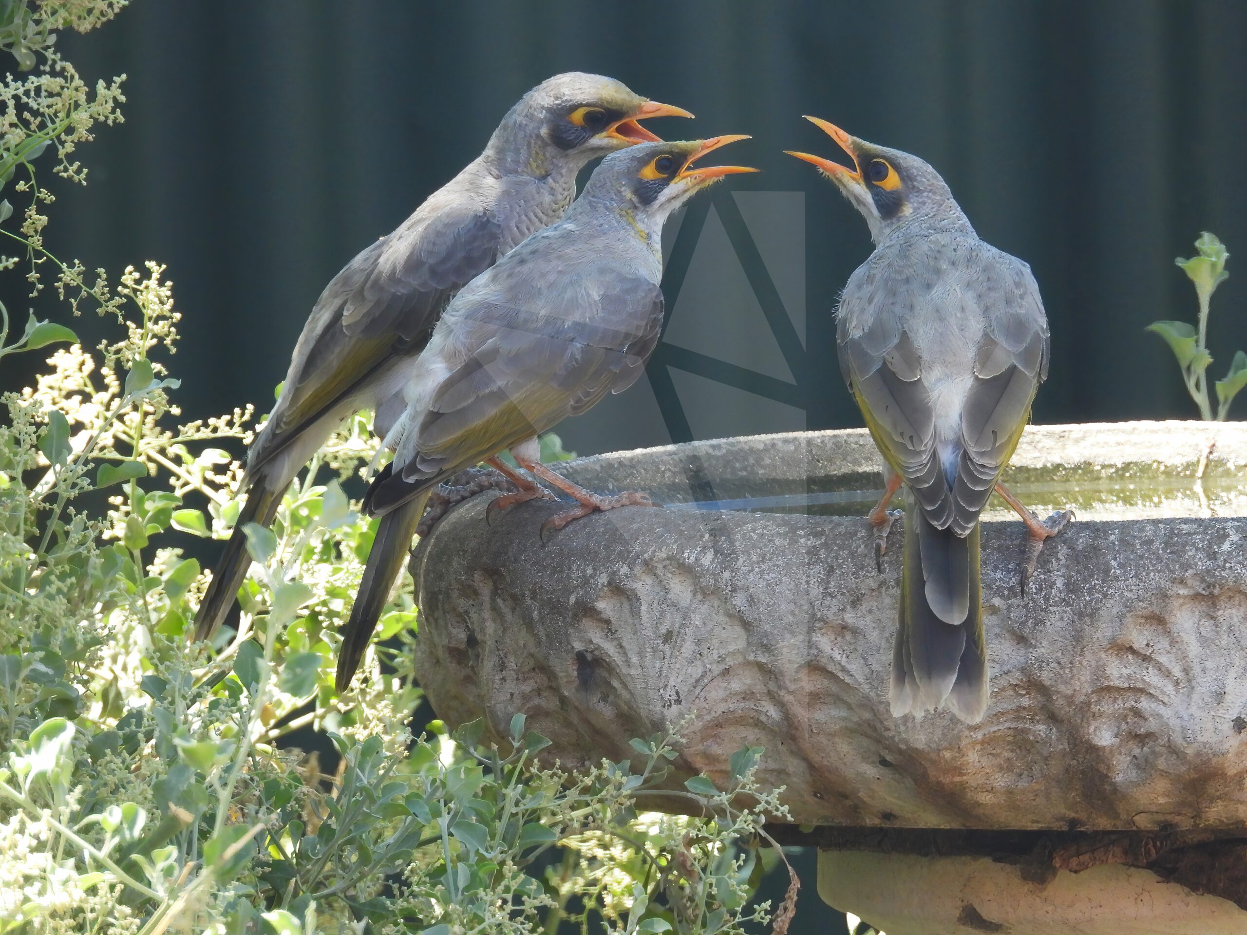 Miner Birds at Bird Bath