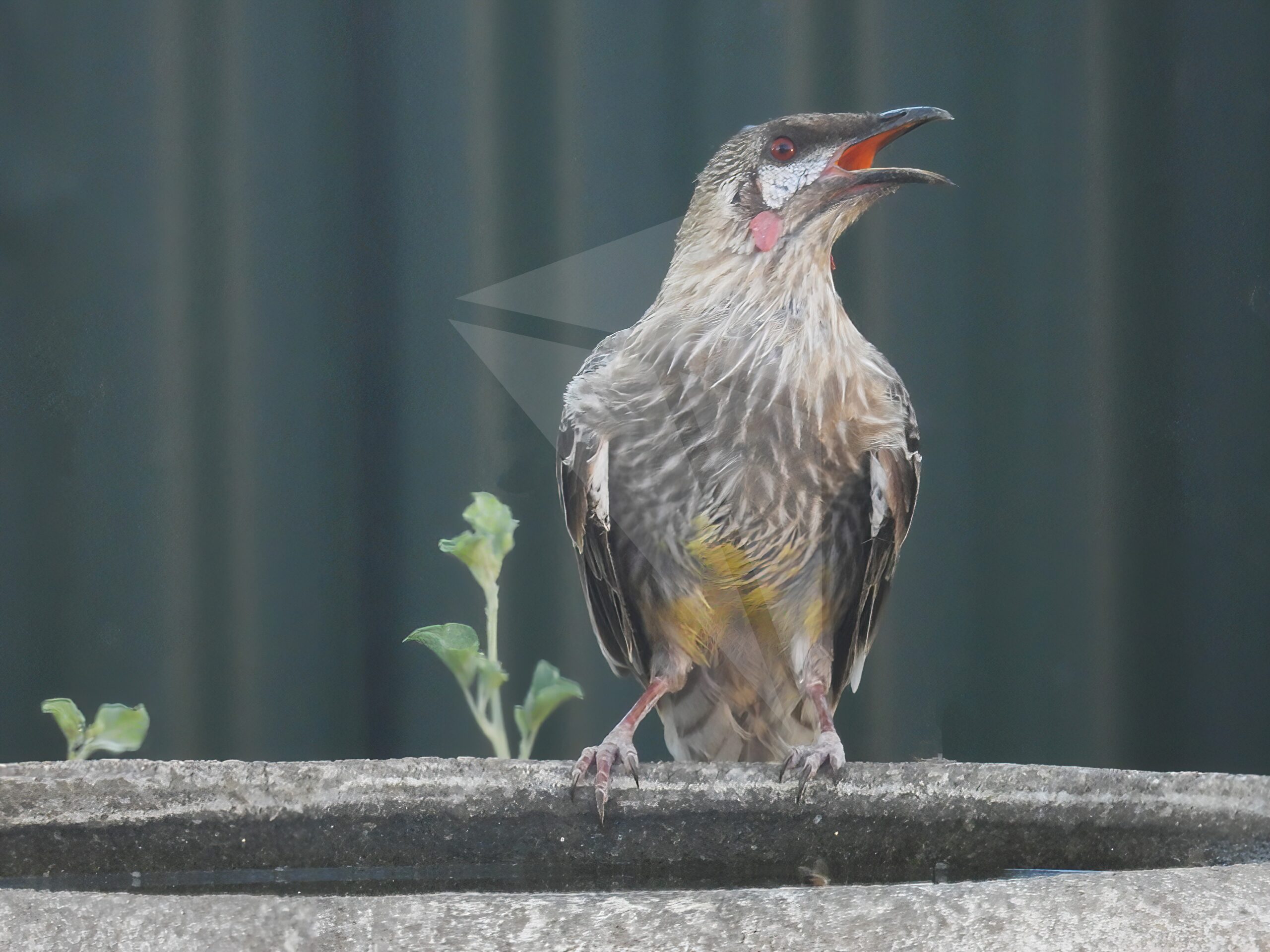 Red Wattlebird at Bird Bath