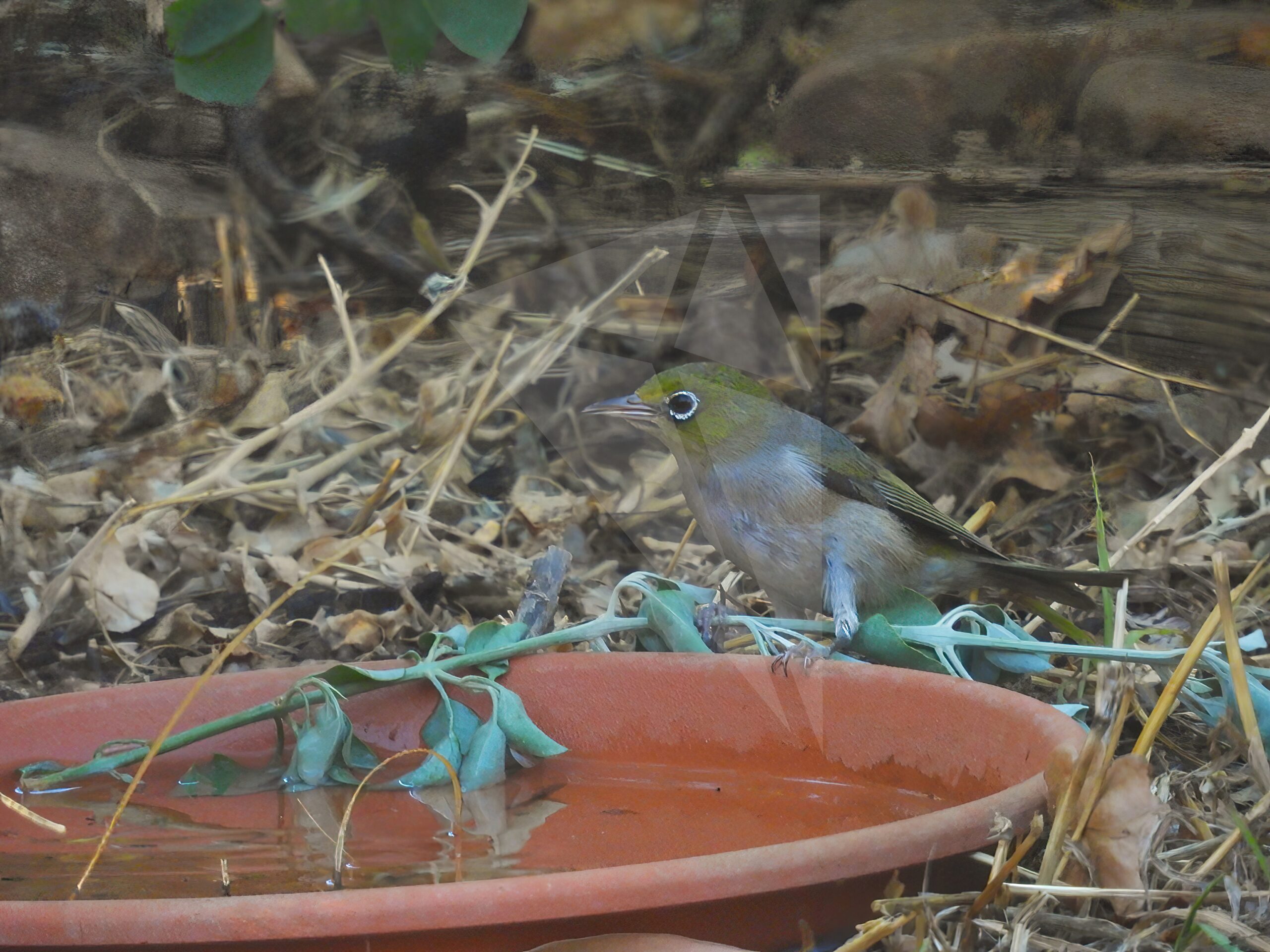 Silvereye Drink Time