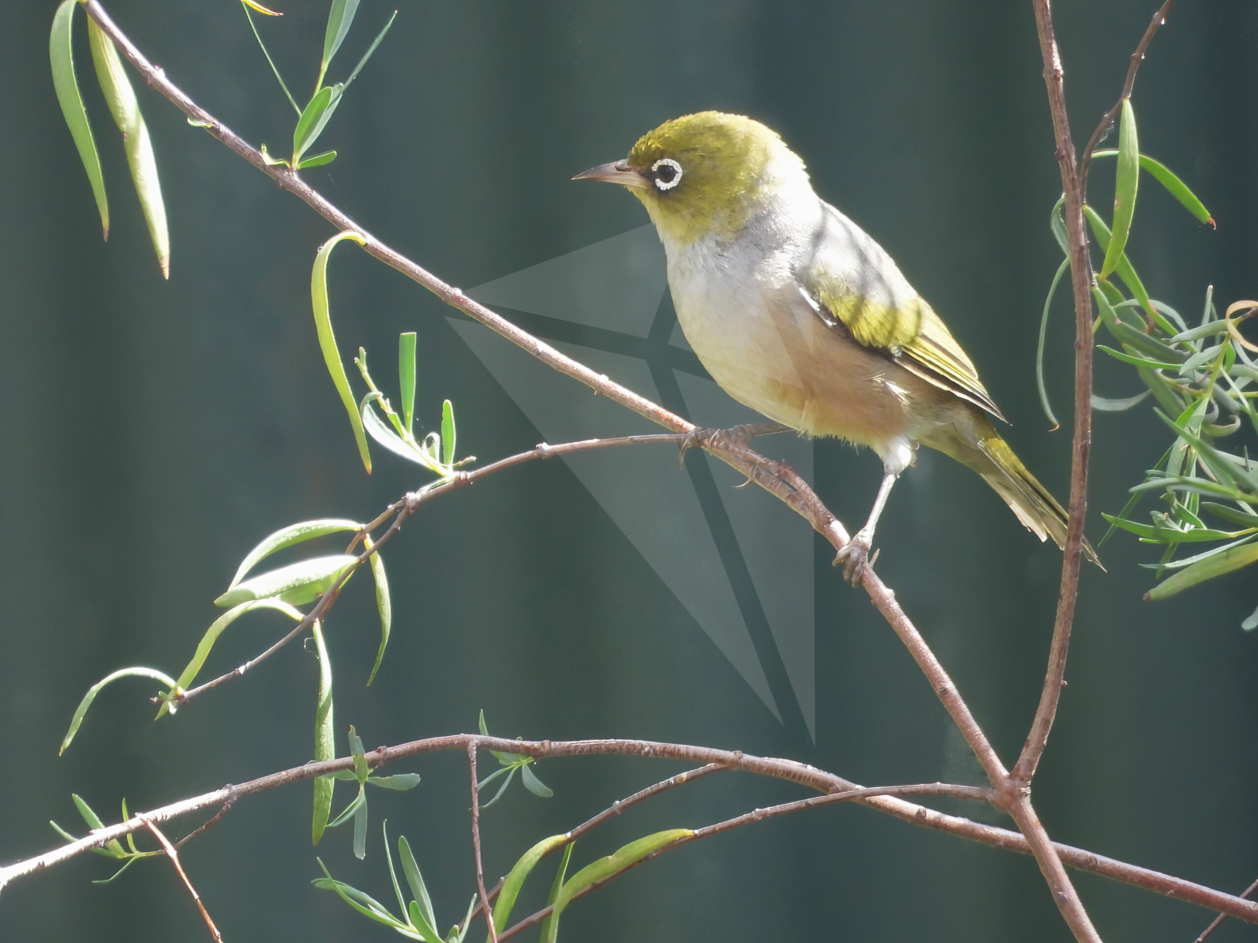 Silvereye