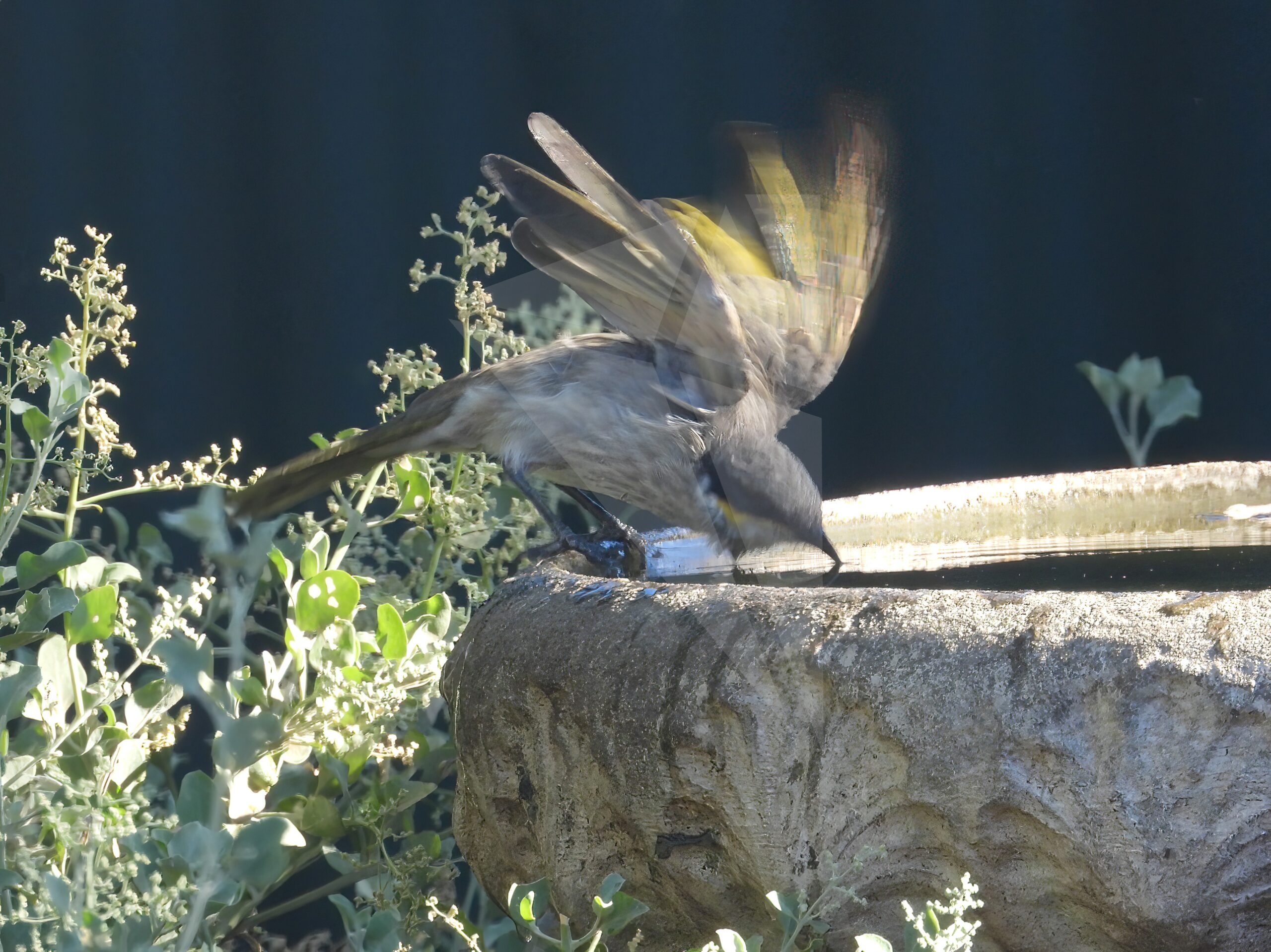 Singing Honeyeater Diving