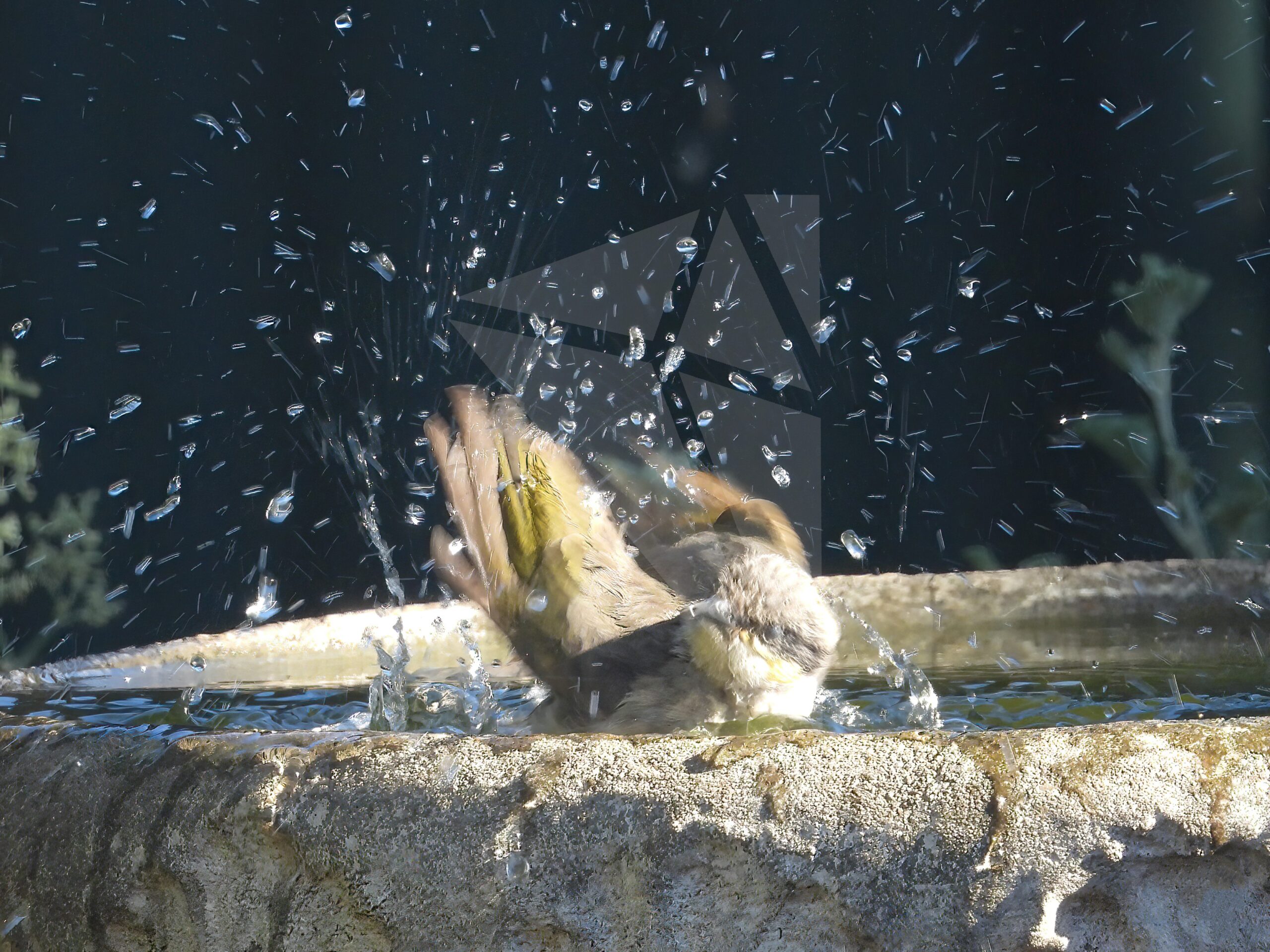 Singing Honeyeater Splashing