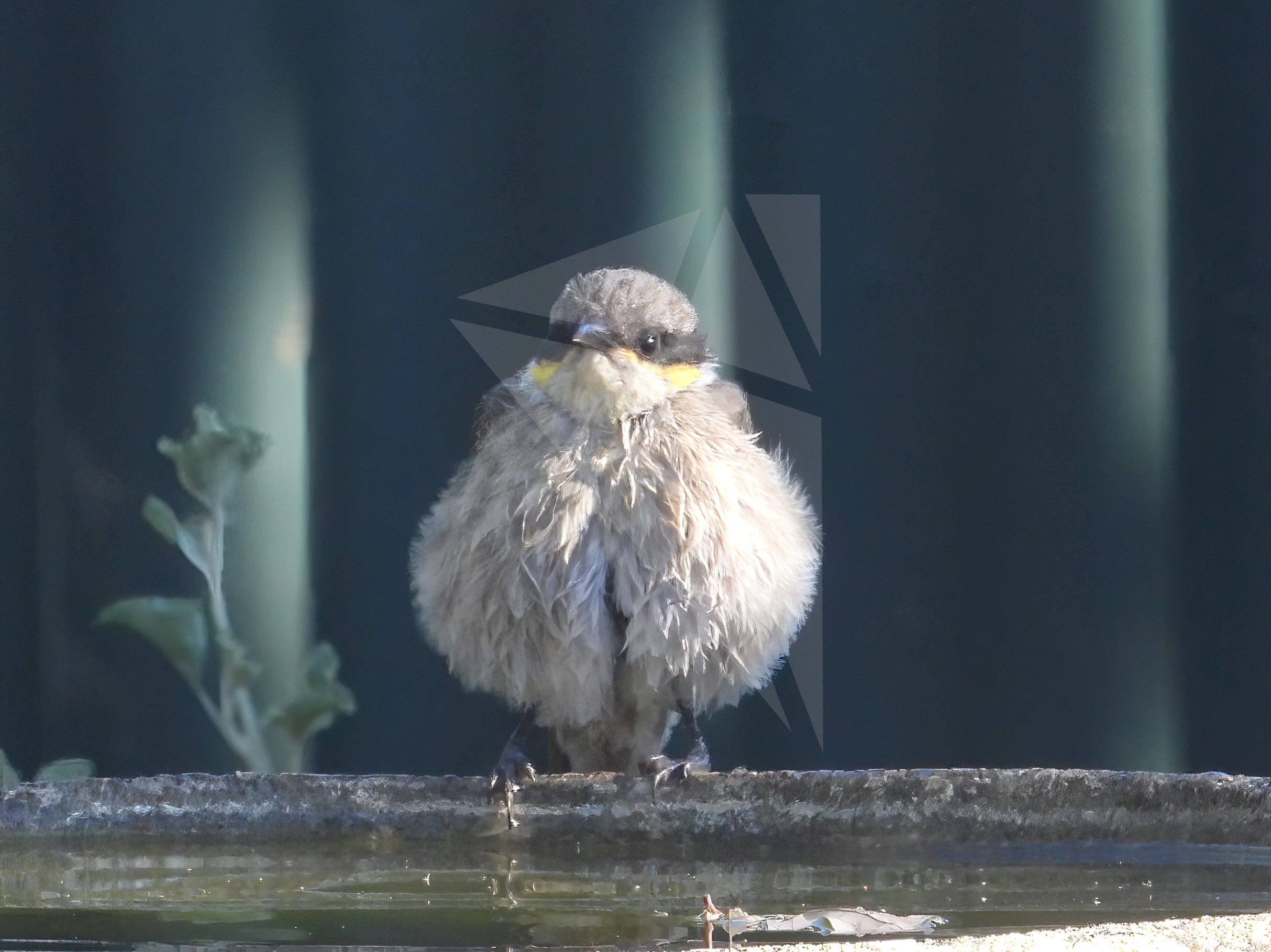 Sodden Singing Honeyeater