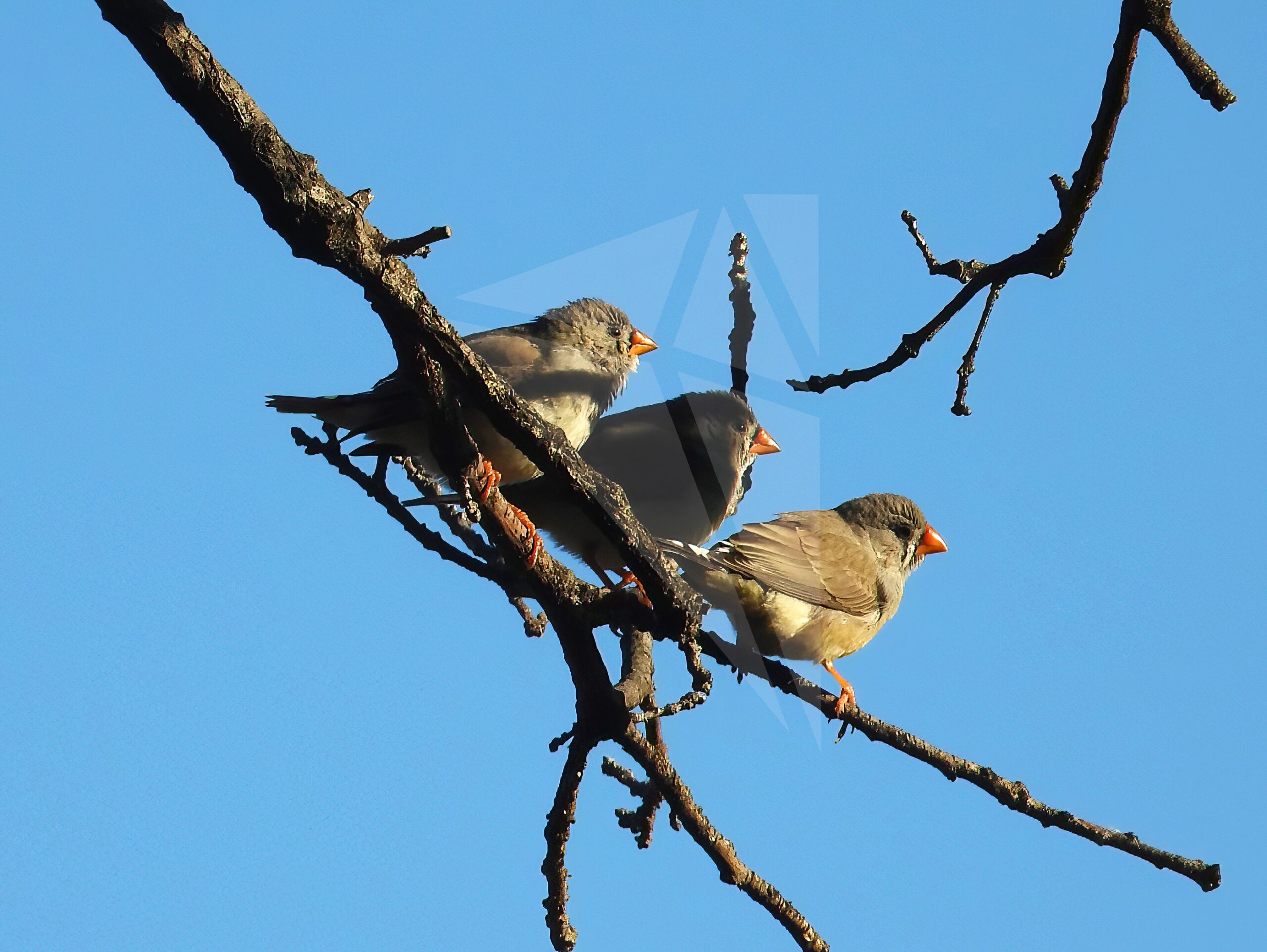 Three Australian Zebra Finch – Parnell Photos