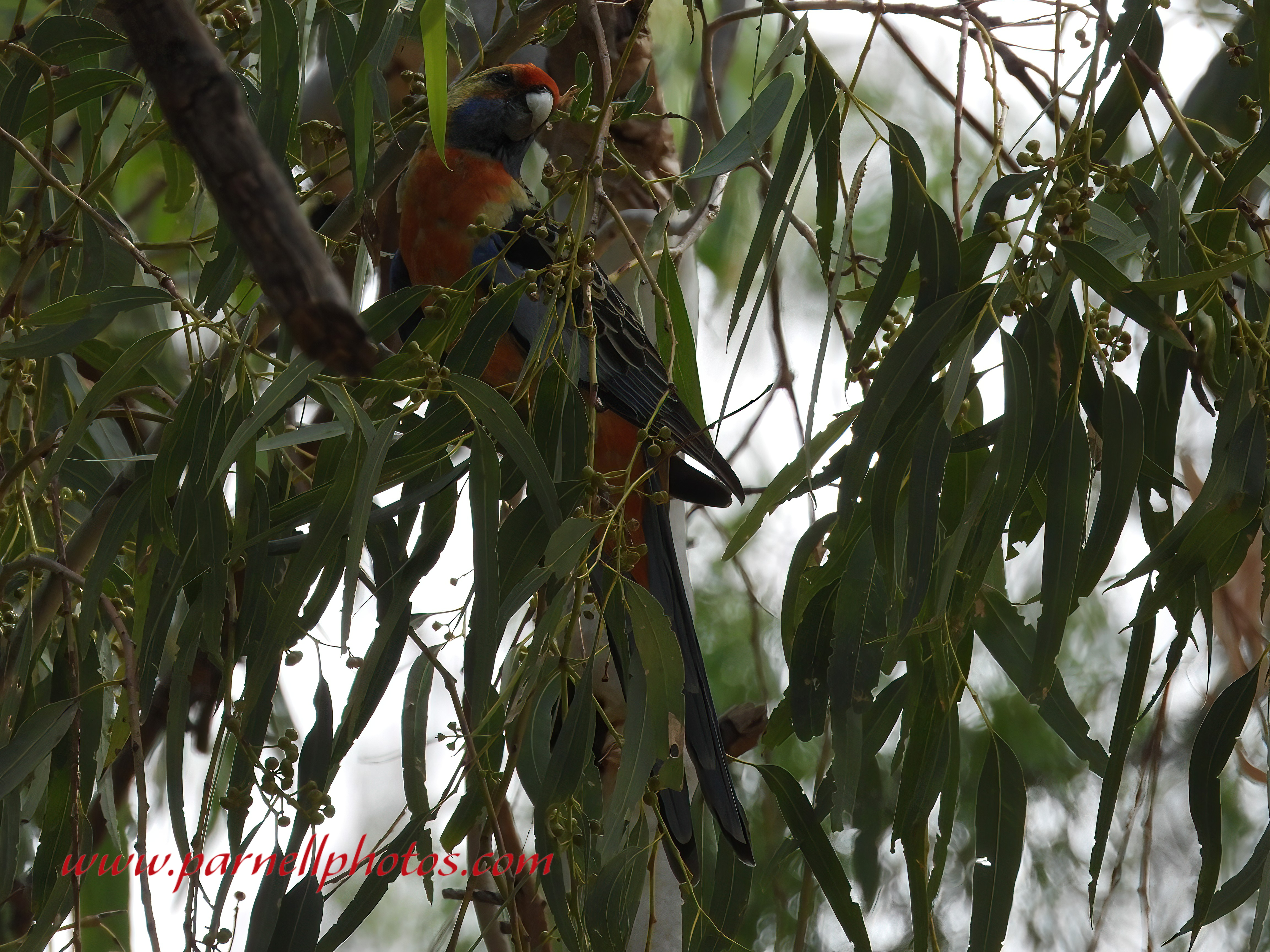 Adelaide Rosella Among Leaves