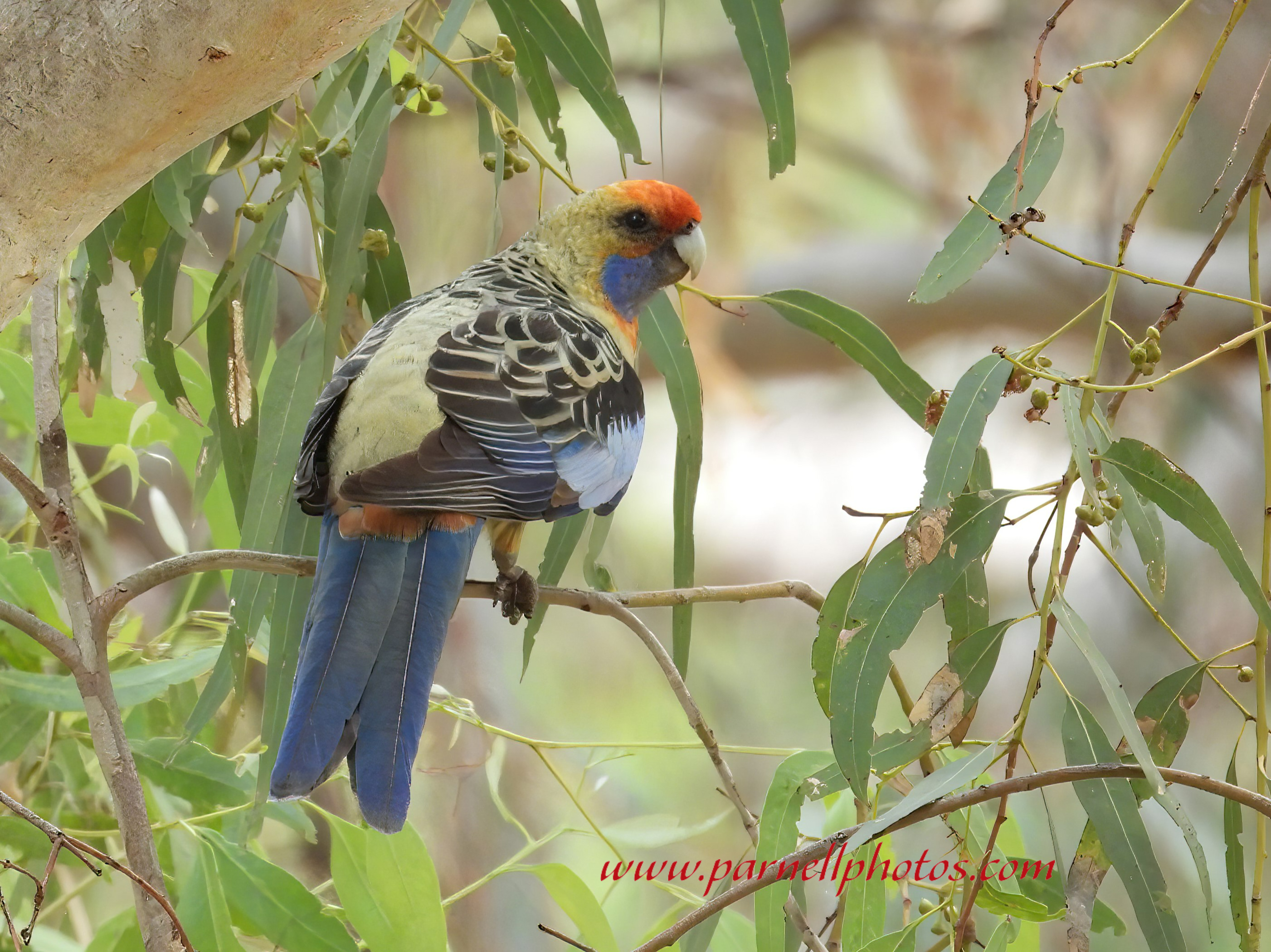 Adelaide Rosella in Tree