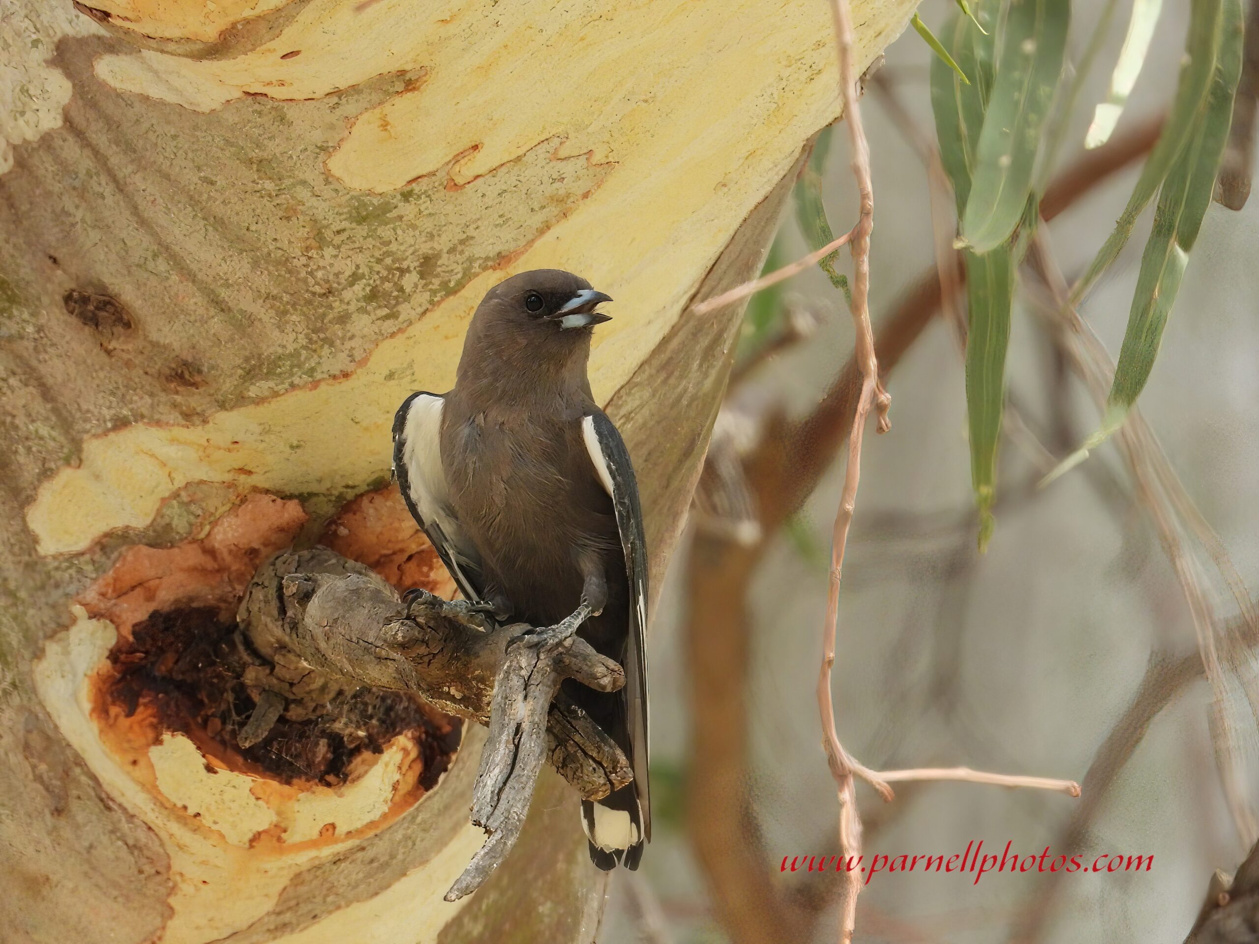 Dusky Woodswallow Bowman Park