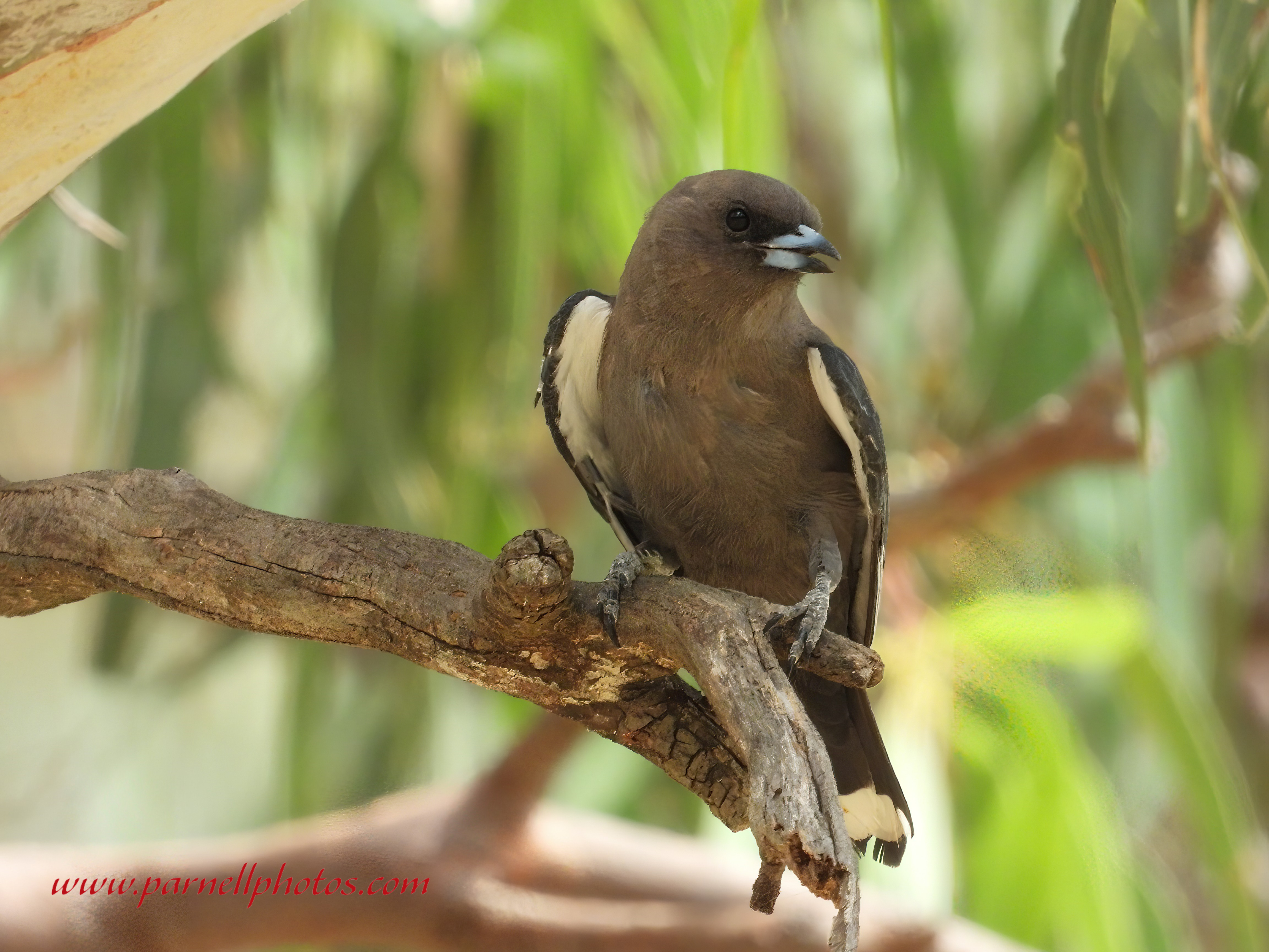 Dusky Woodswallow on Limb